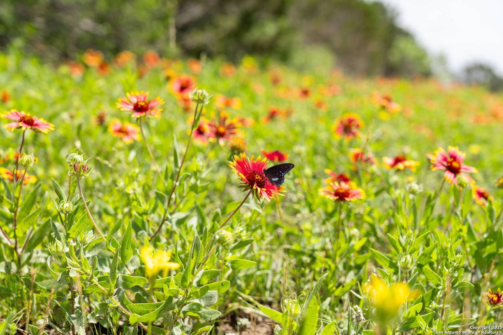 Bluff Dale, TX 76433,24225 FM 205