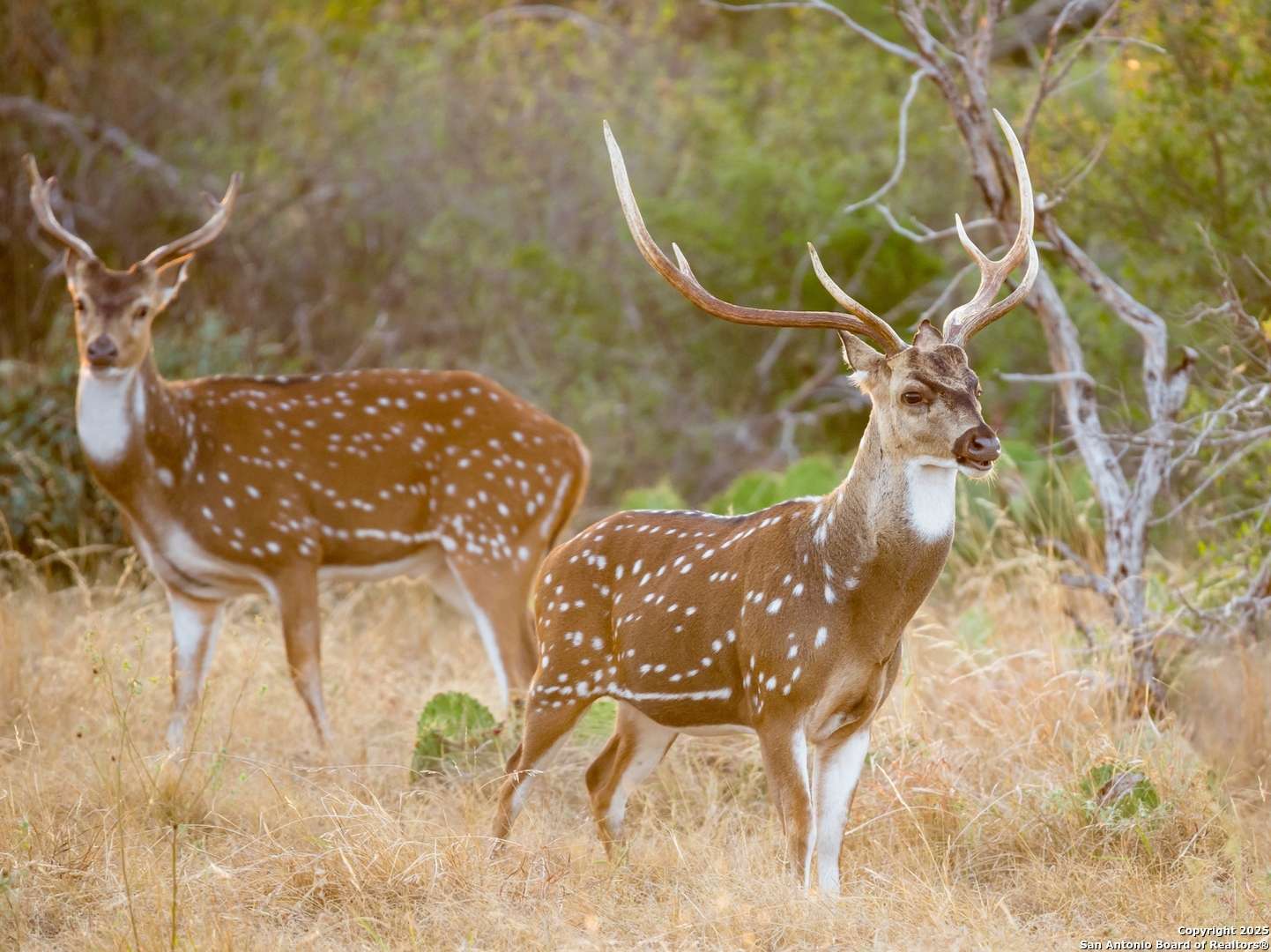 Boerne, TX 78006,LOT 29 Vaquero Pass