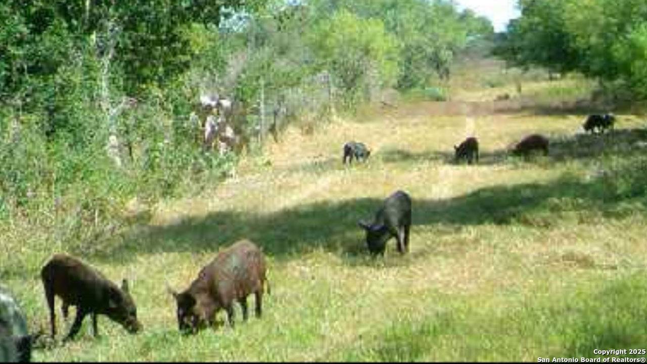 Karnes City, TX 78118,1775 county road 405