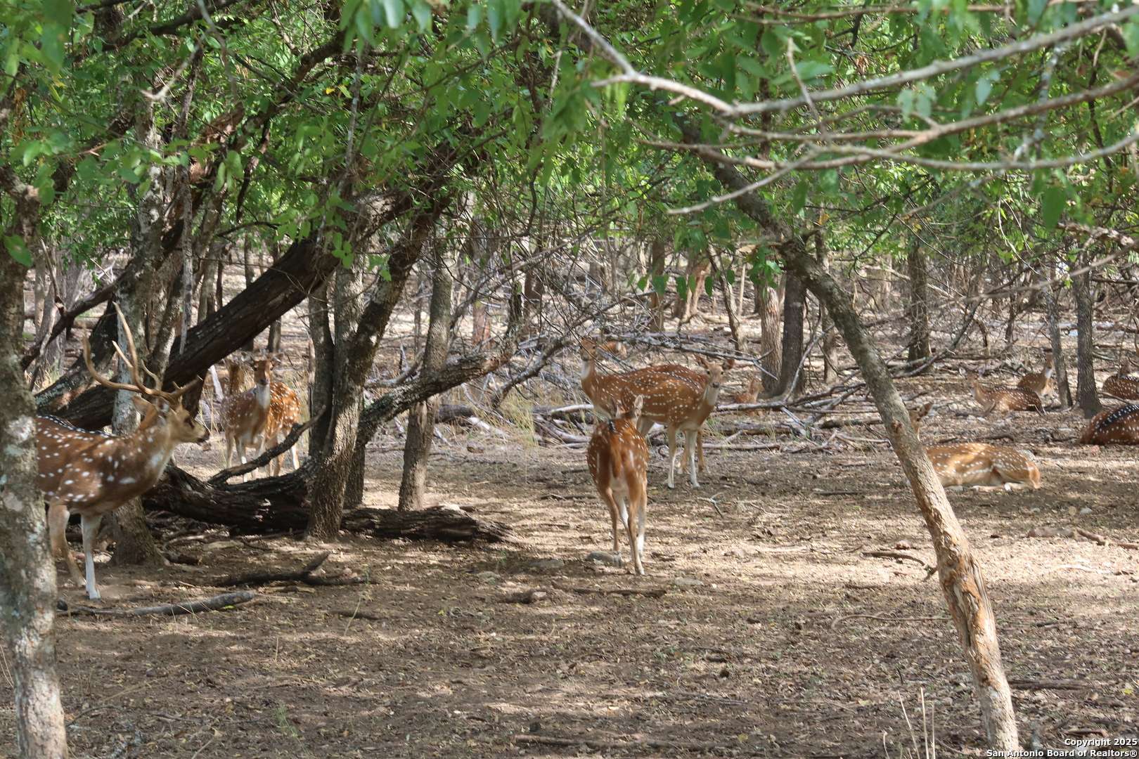 Bandera, TX 78003,LOT  23 Cypress