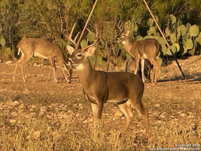 Uvalde, TX 78801,5596 us highway 90