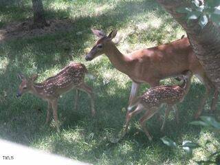 Louisburg, NC 27549,0 Whitetail Lane