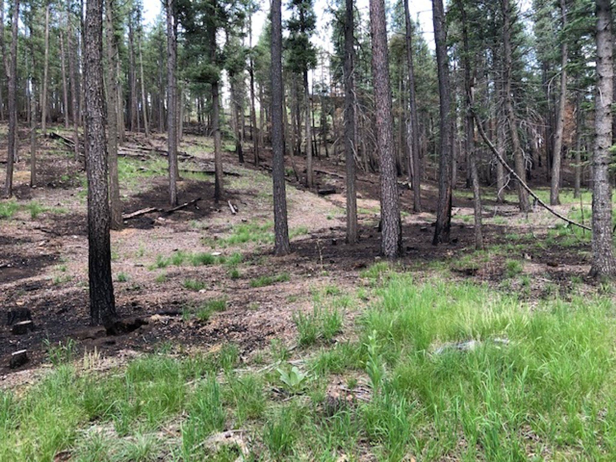 Rociada, NM 87742,Lot 130 Subd: Pendaries Village Subdivision 4-2 Extension