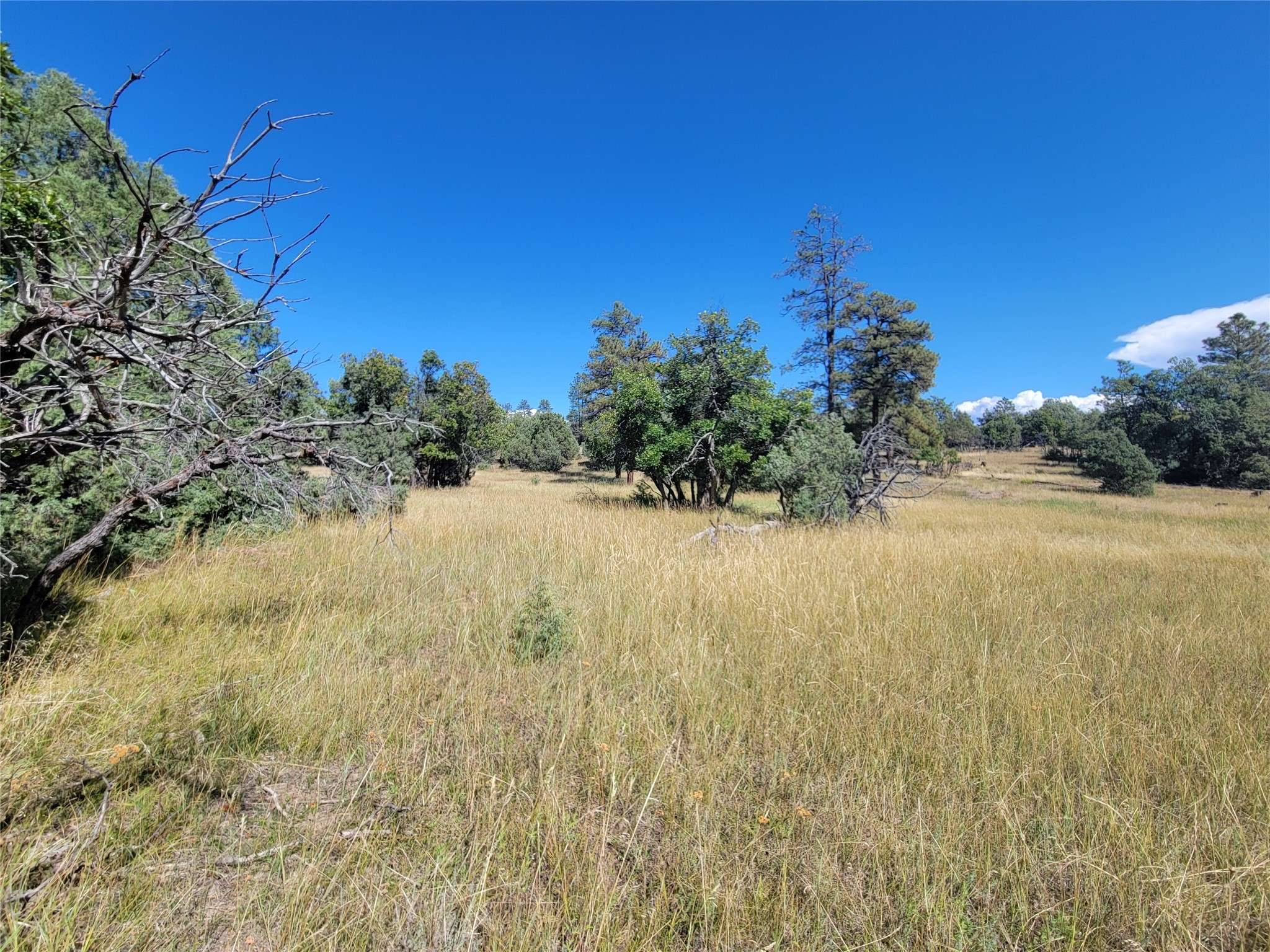 Los Ojos, NM 87551,Lot 64 Rim #1