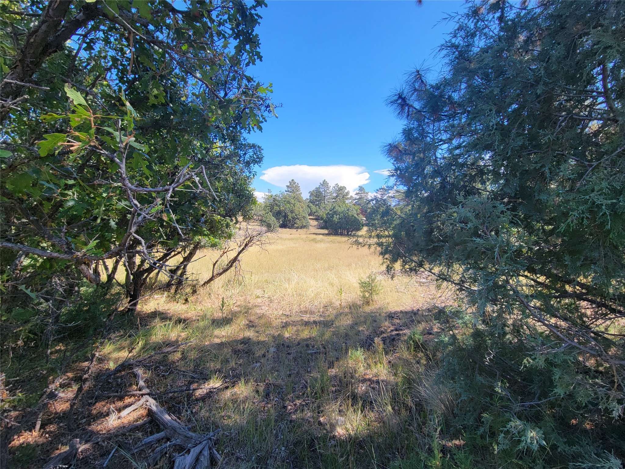 Los Ojos, NM 87551,Lot 64 Rim #1