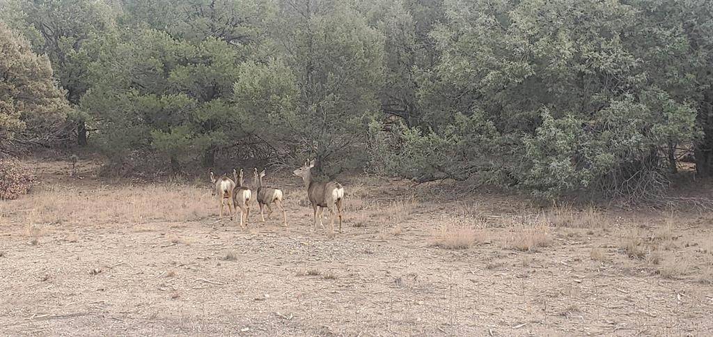 Los Ojos, NM 87551,0 CR 322