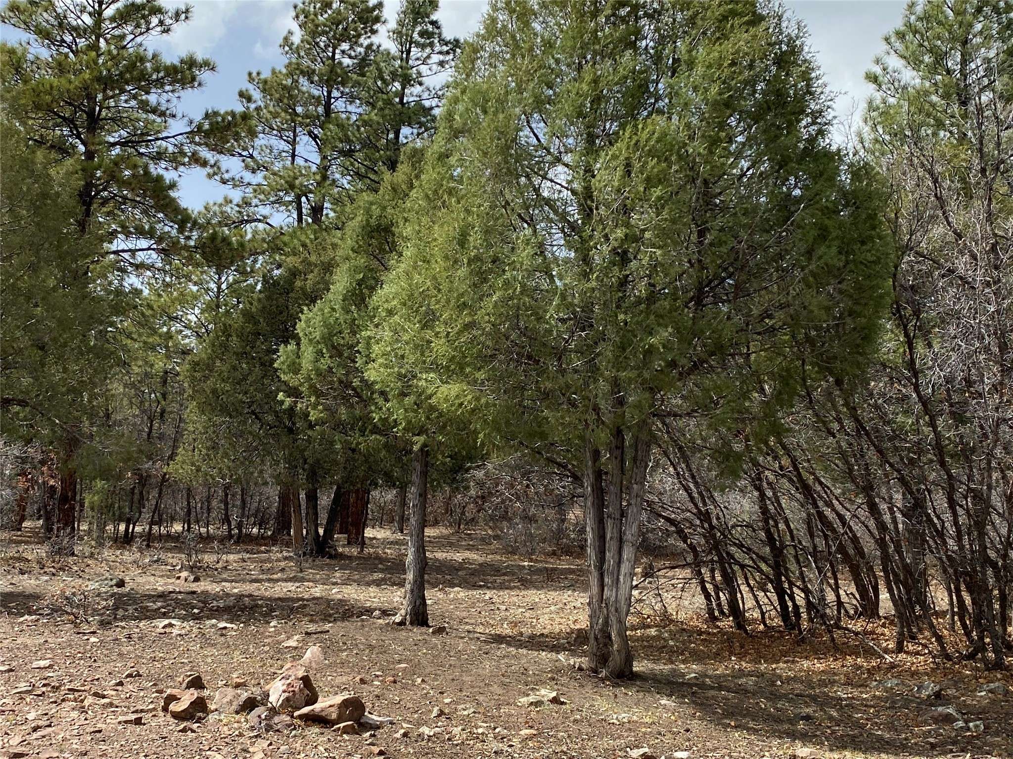 Chama, NM 87520,Private Drive 1754 blk 2 lot 24