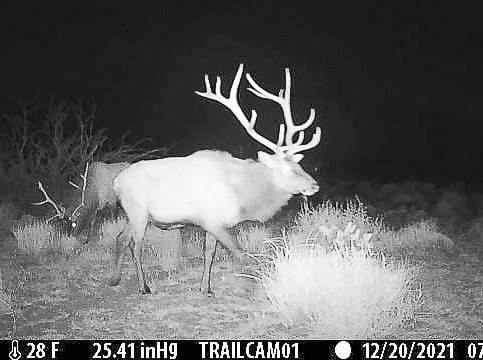 Socorro, NM 87831,Sevilleta Hills Elk Ranch