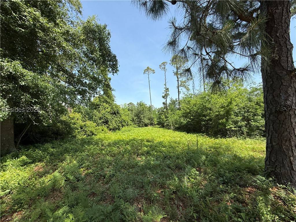 Hilton Head Island, SC 29926,5 Caladium CT