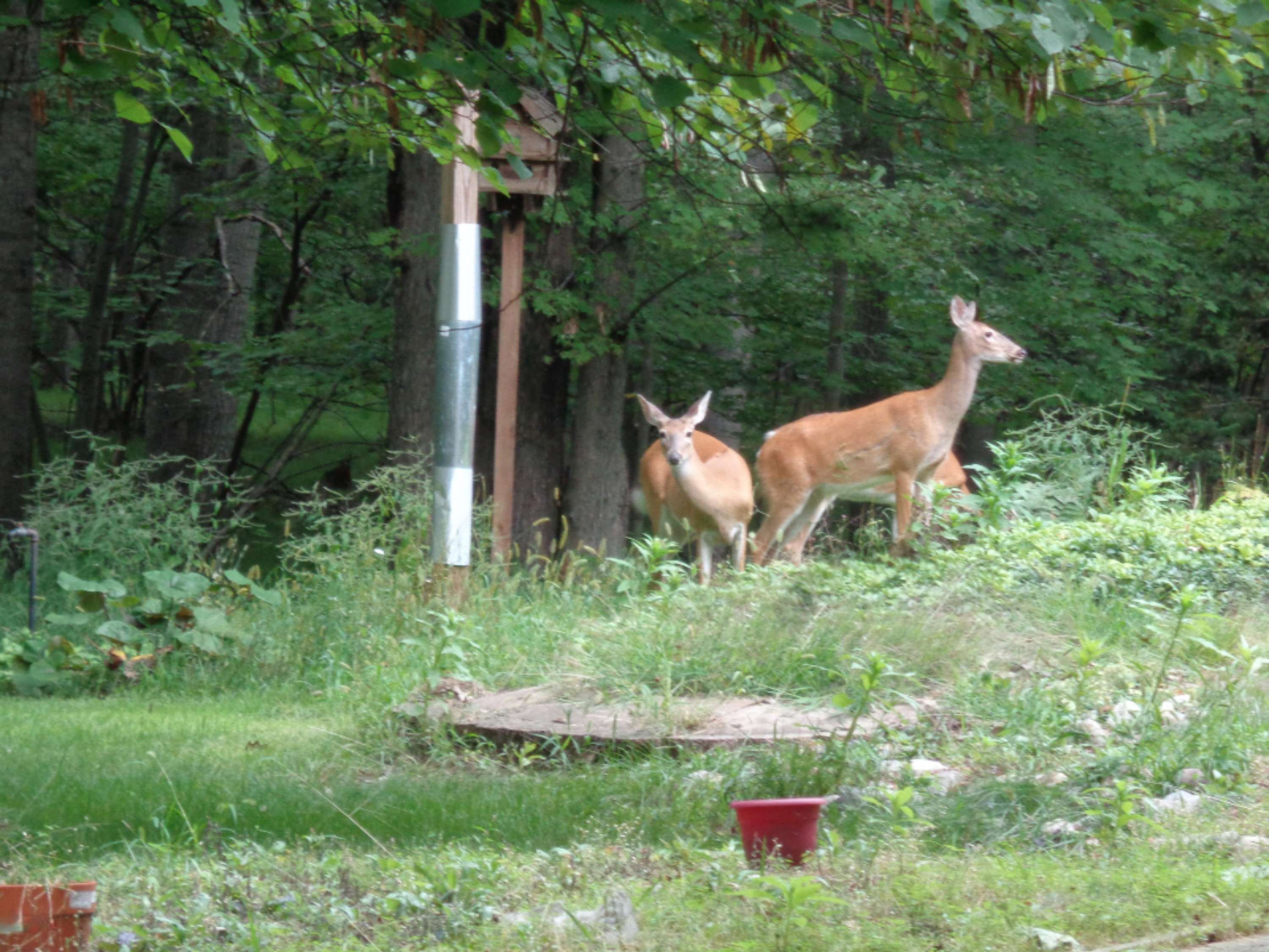 Canadian Lakes, MI 49346,12142 Trail Creek Drive