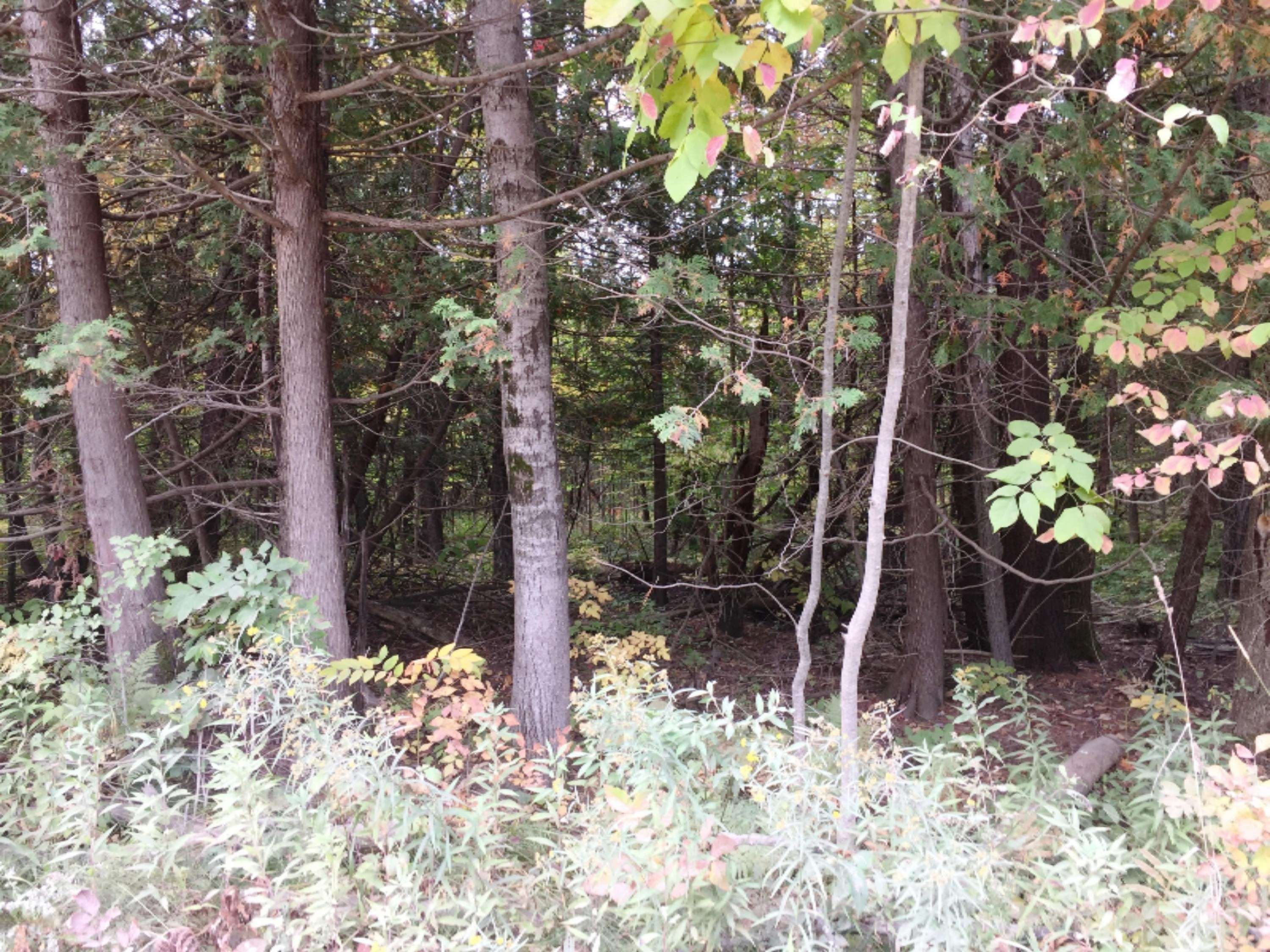 Reed City, MI 49677,00 Lakola Road #Lot 5