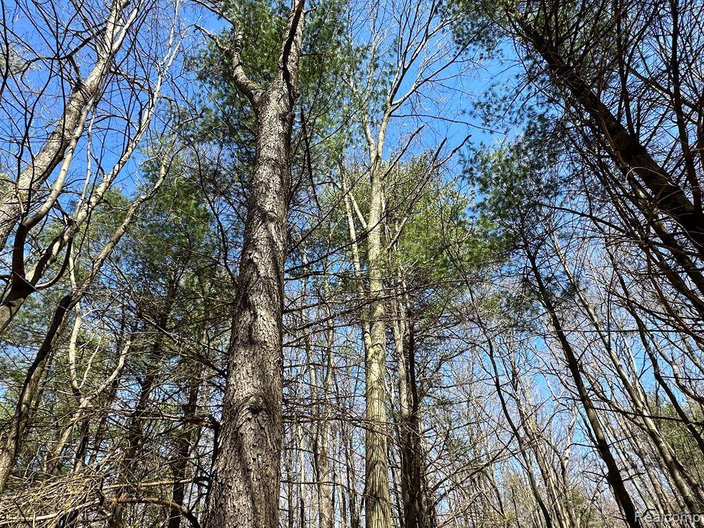 Leonard, MI 48367,2.02 Acres VL - KNIGHTS BRIDGE Road
