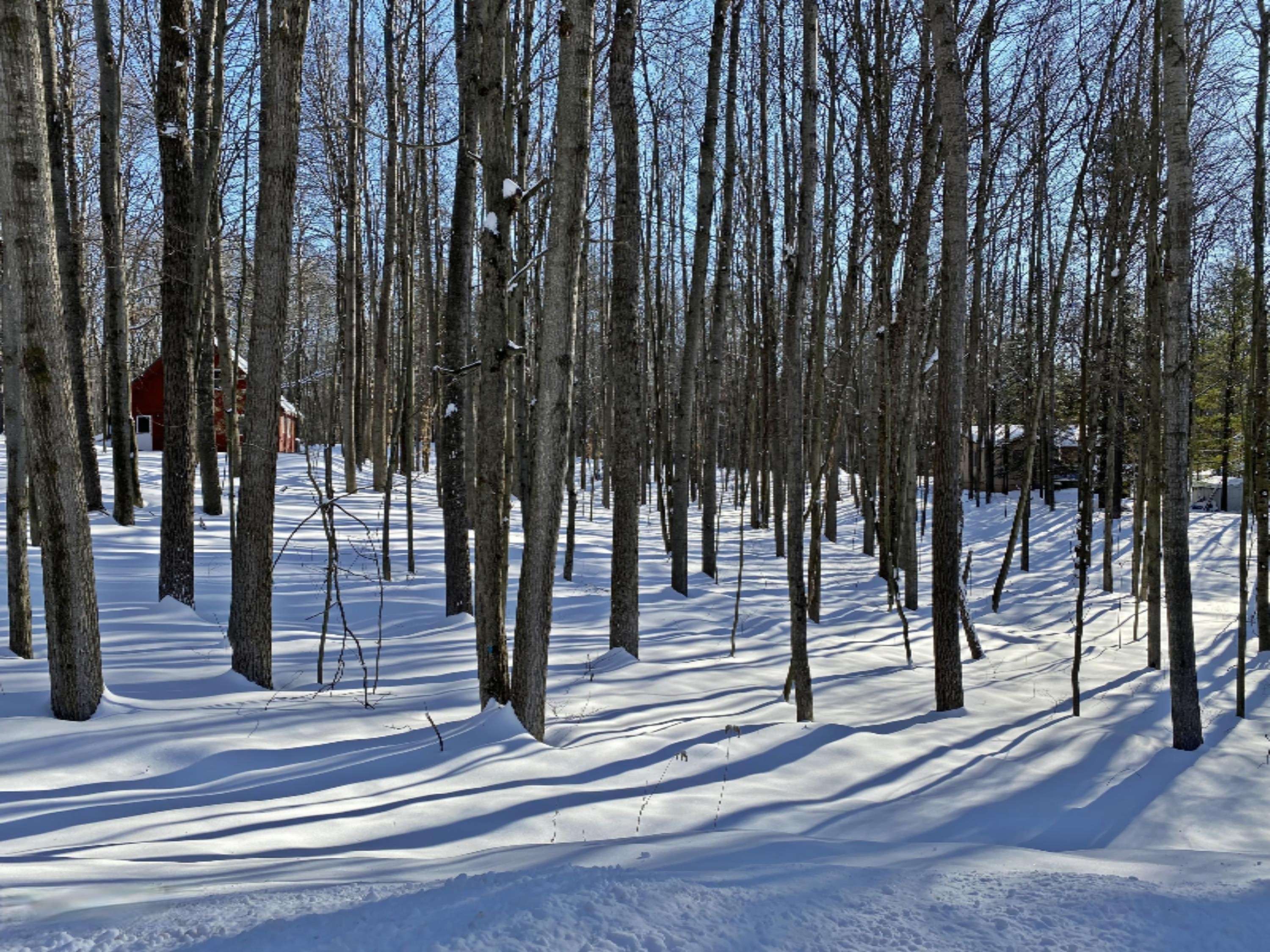 Canadian Lakes, MI 49346,12063 Saint Johns Drive