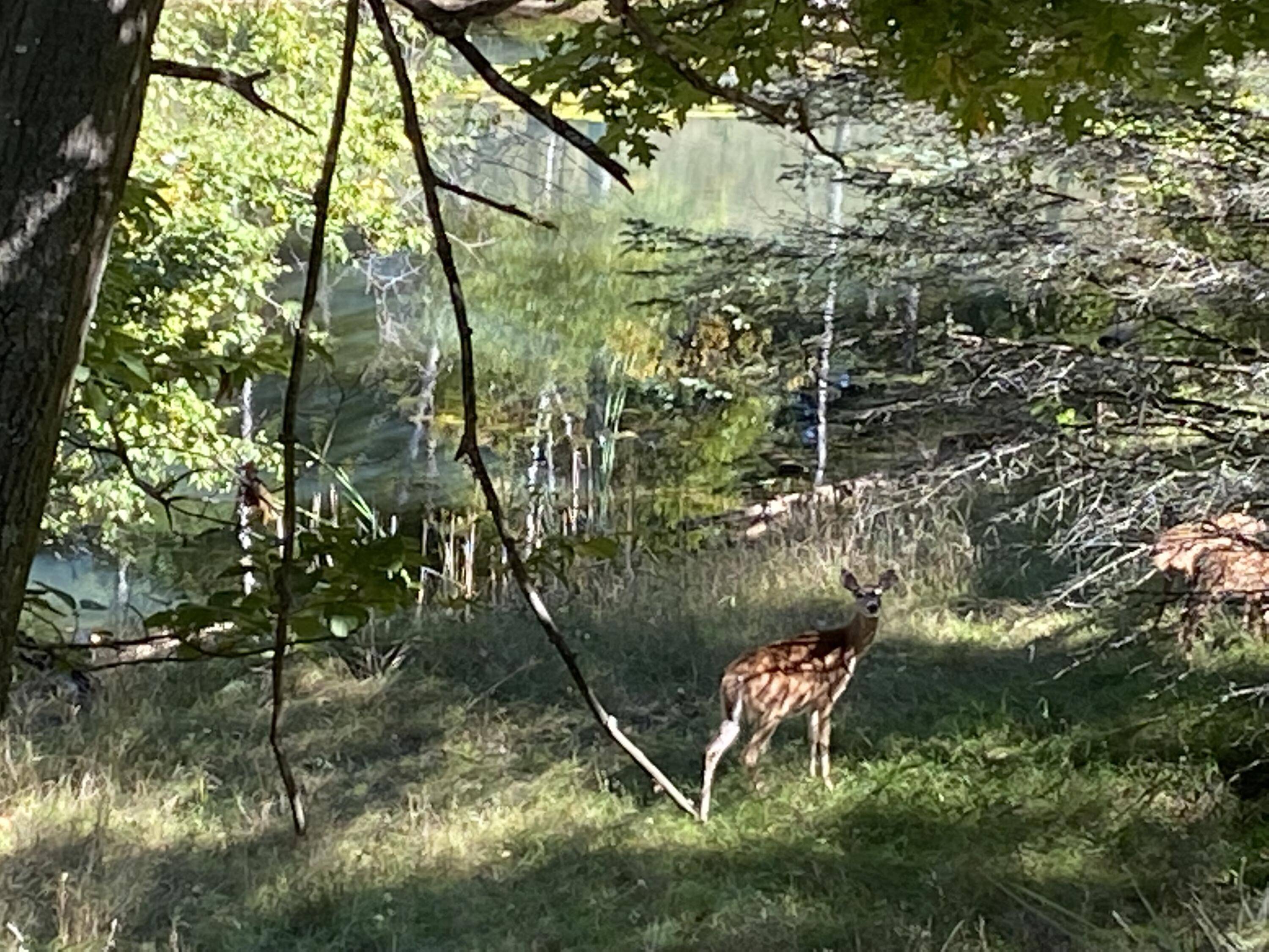 Canadian Lakes, MI 49346,9115 S Trap Drive #130