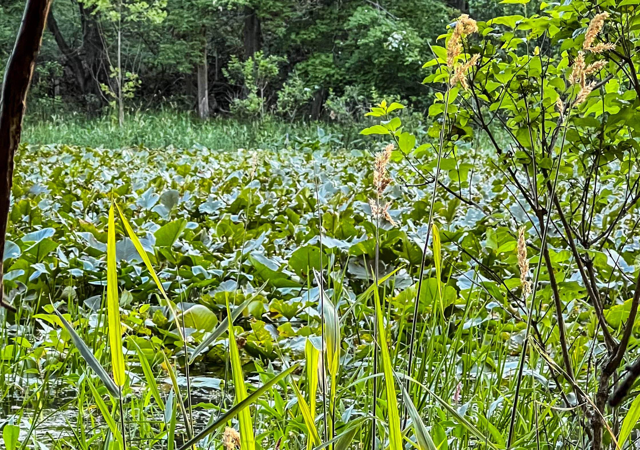 Three Rivers, MI 49093,Coon Hollow Road