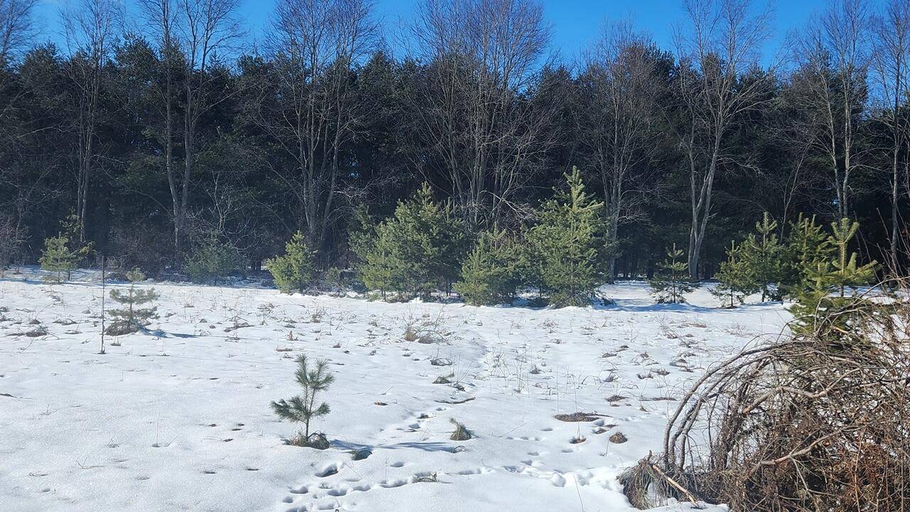 Canadian Lakes, MI 49346,11801 Tanglewood S Trail