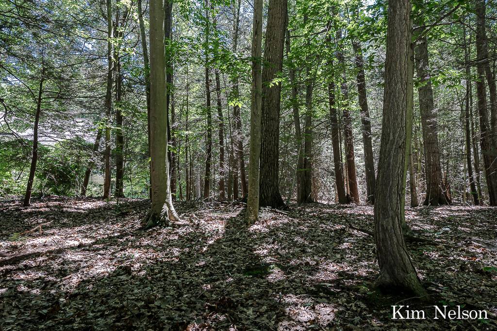 Whitehall, MI 49461,0 Oak Tree Lane #Lot 20