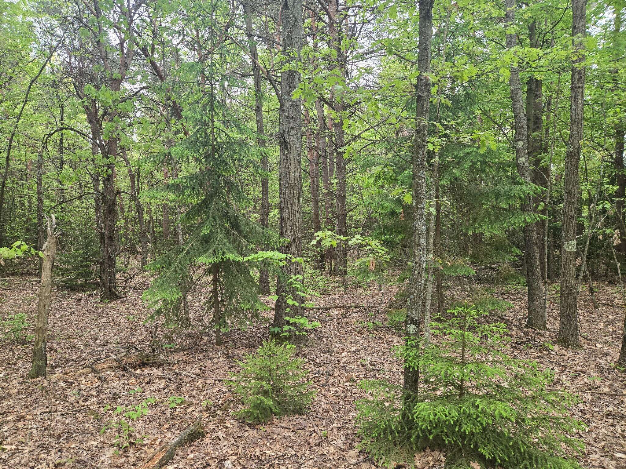 Mears, MI 49436,Parcel A Scout Road