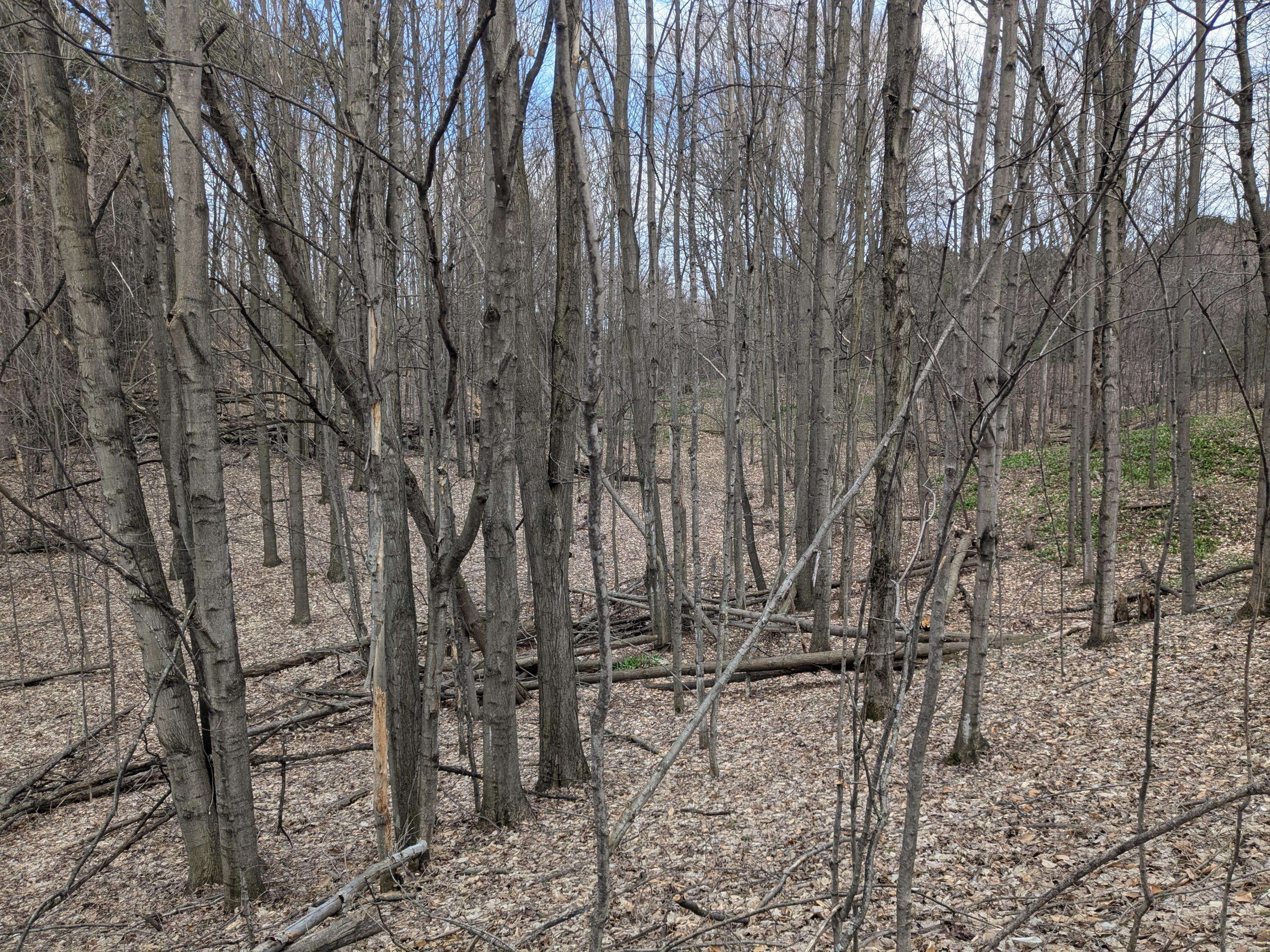 Bear Lake, MI 49614,Butwell  part 2 Road