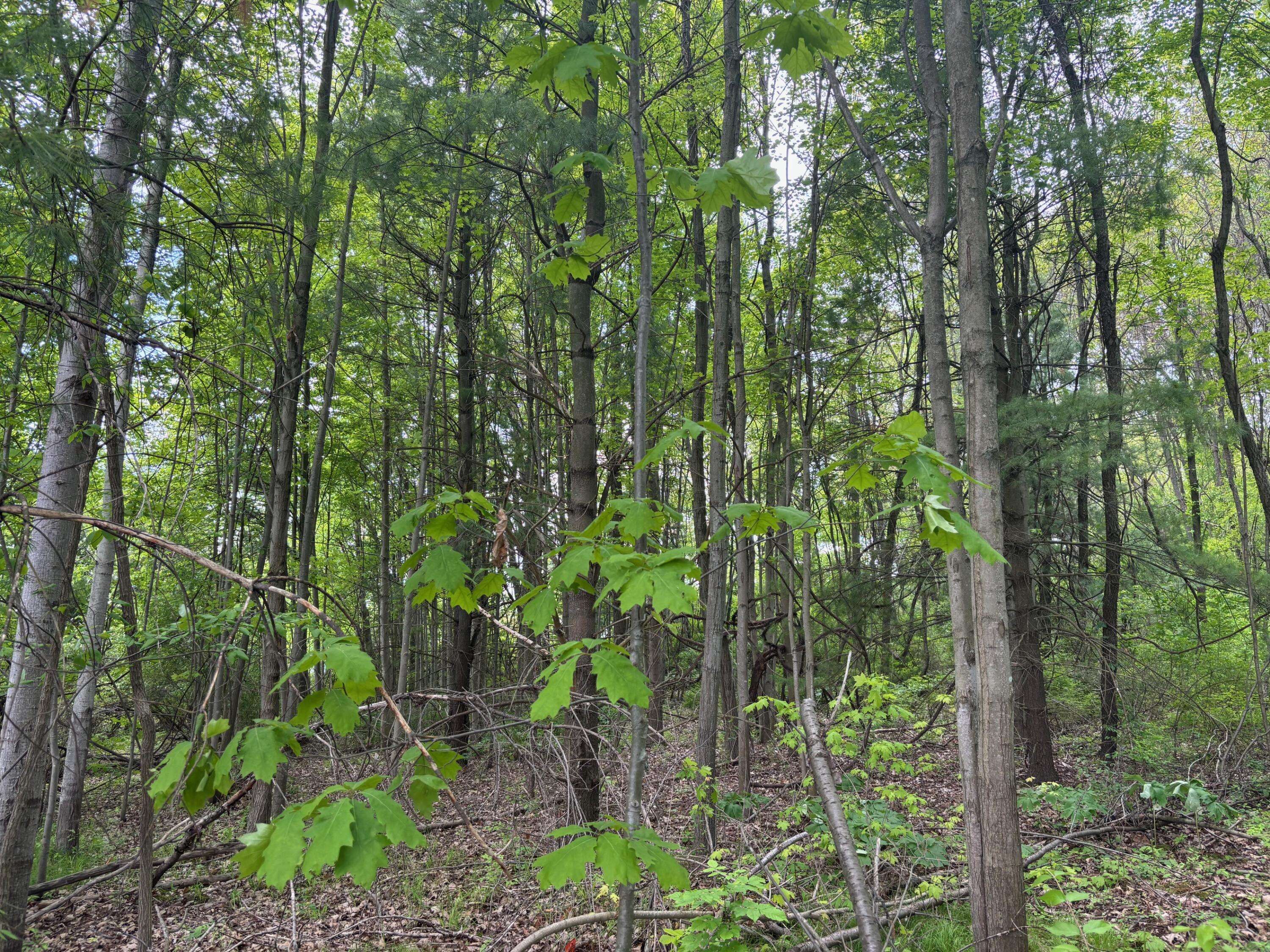 Rockford, MI 49341,Parcel 4 Edgerton Road