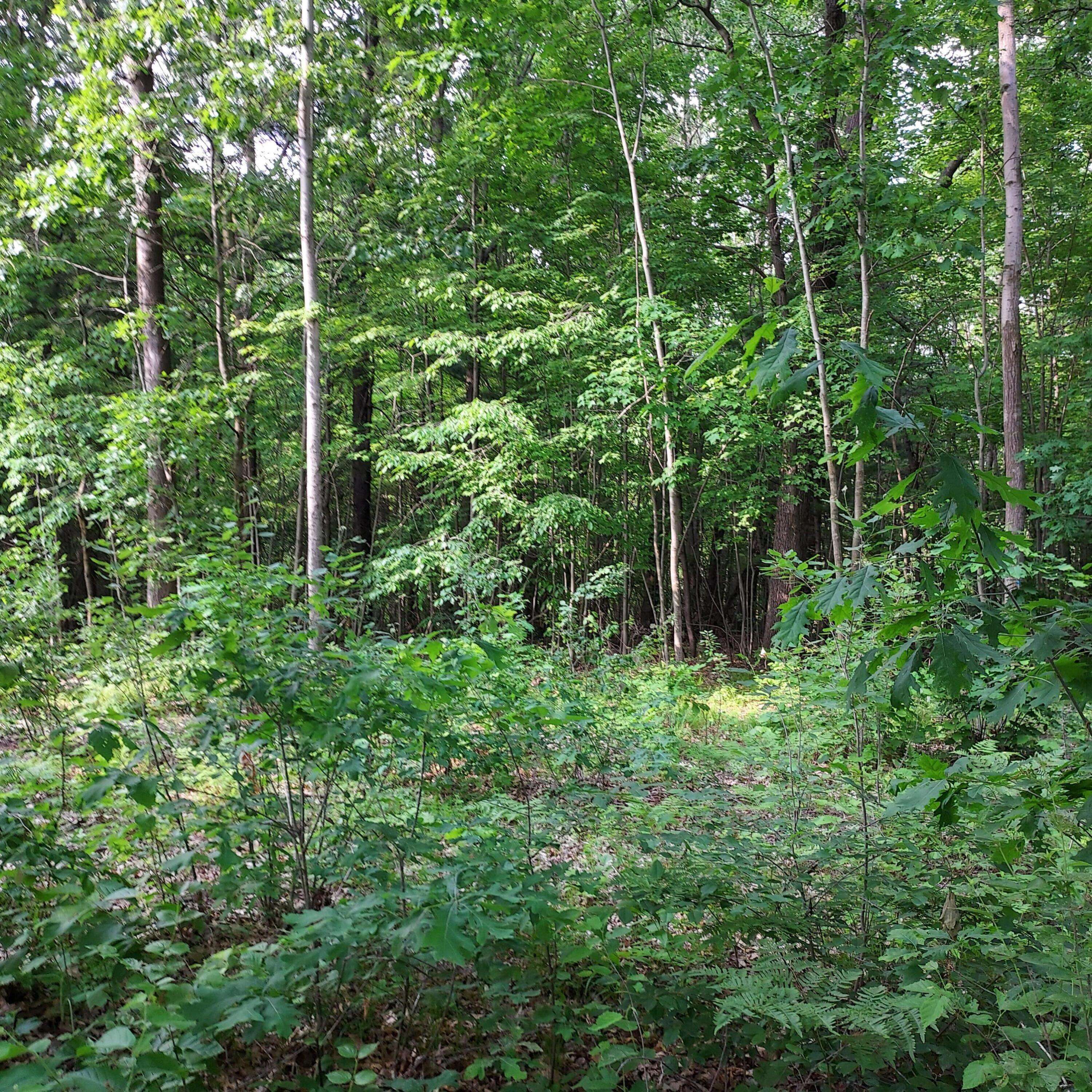 Fenwick City, MI 48834,V/L Shady Lane
