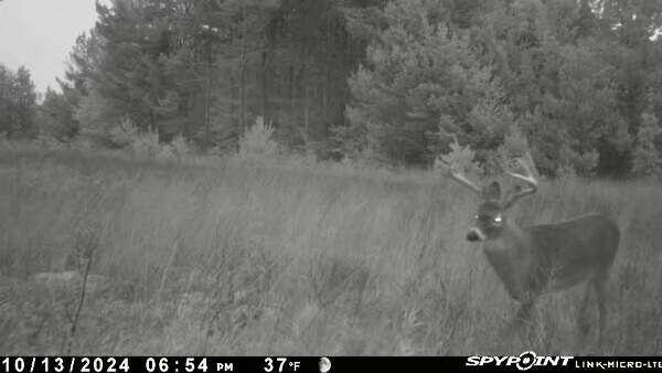 Kalkaska, MI 49646,936 Motz SW Road