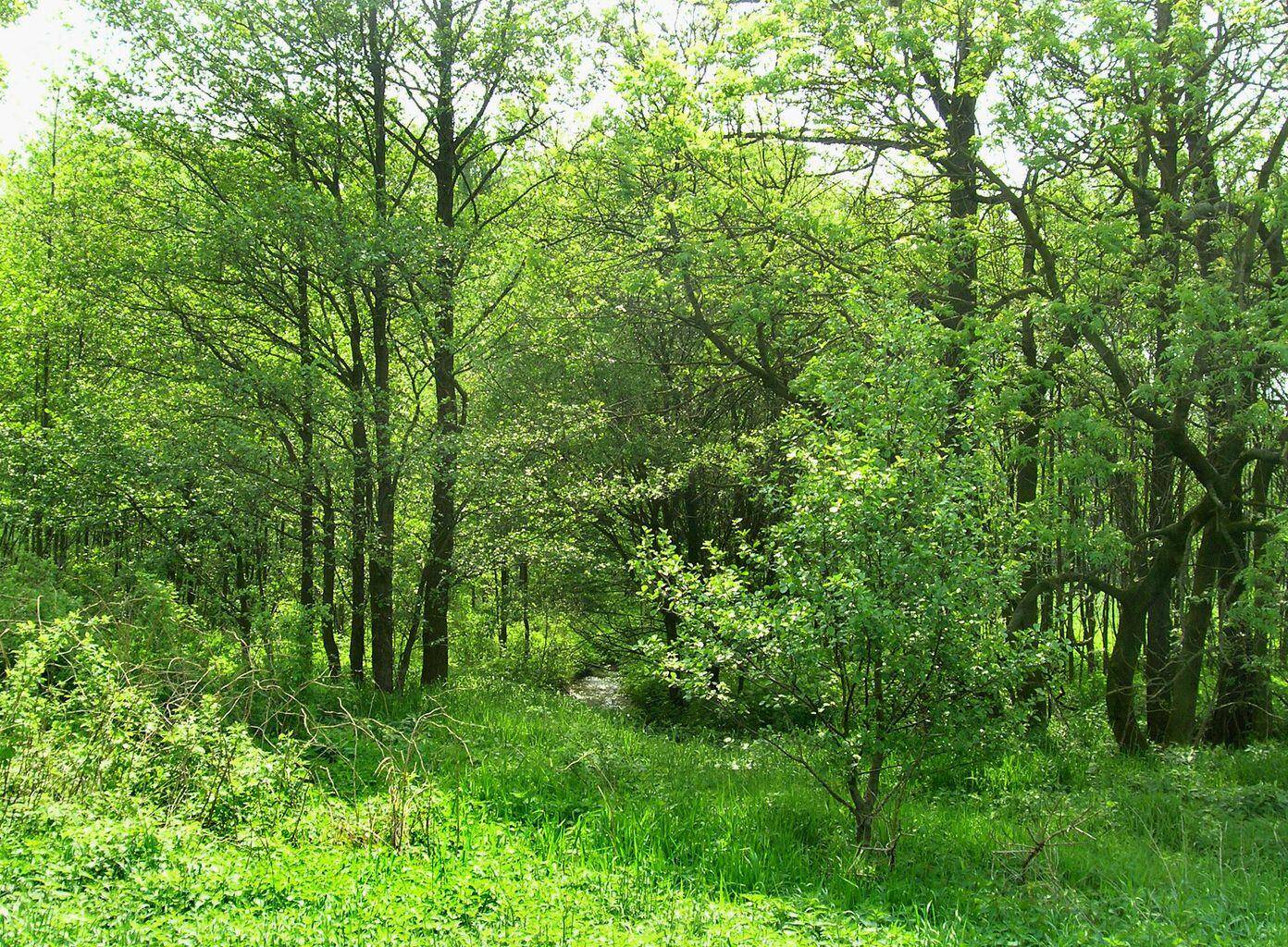 Grand Junction, MI 49056,52399 Randys Lane