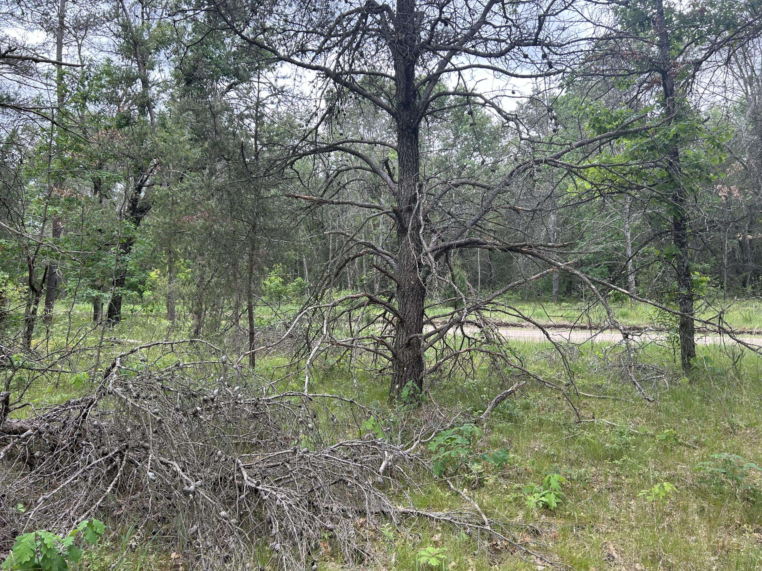 Baldwin, MI 49304,V/L S Dillard Street