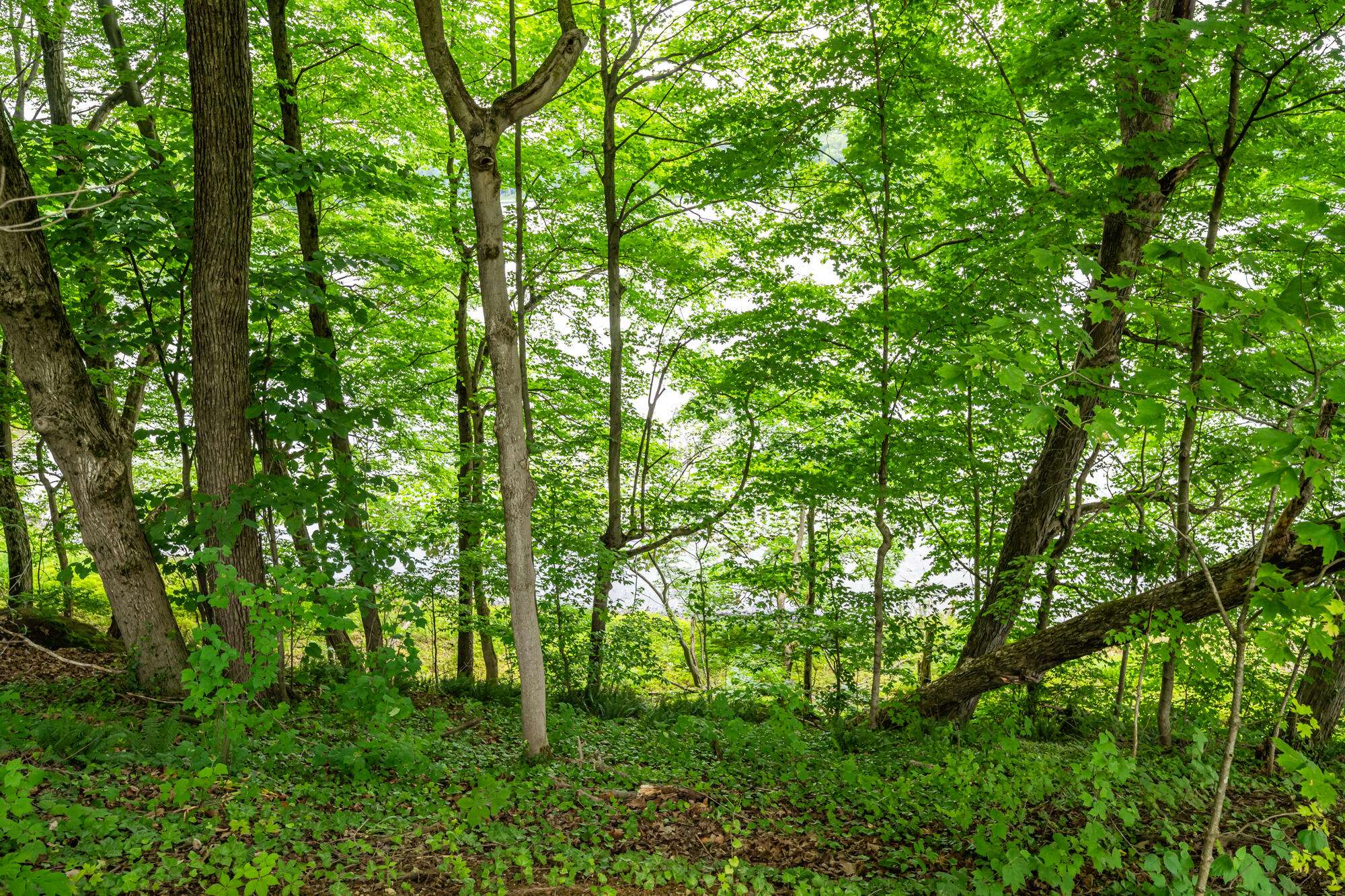 Vandalia, MI 49095,0 Dutch Settlement Street