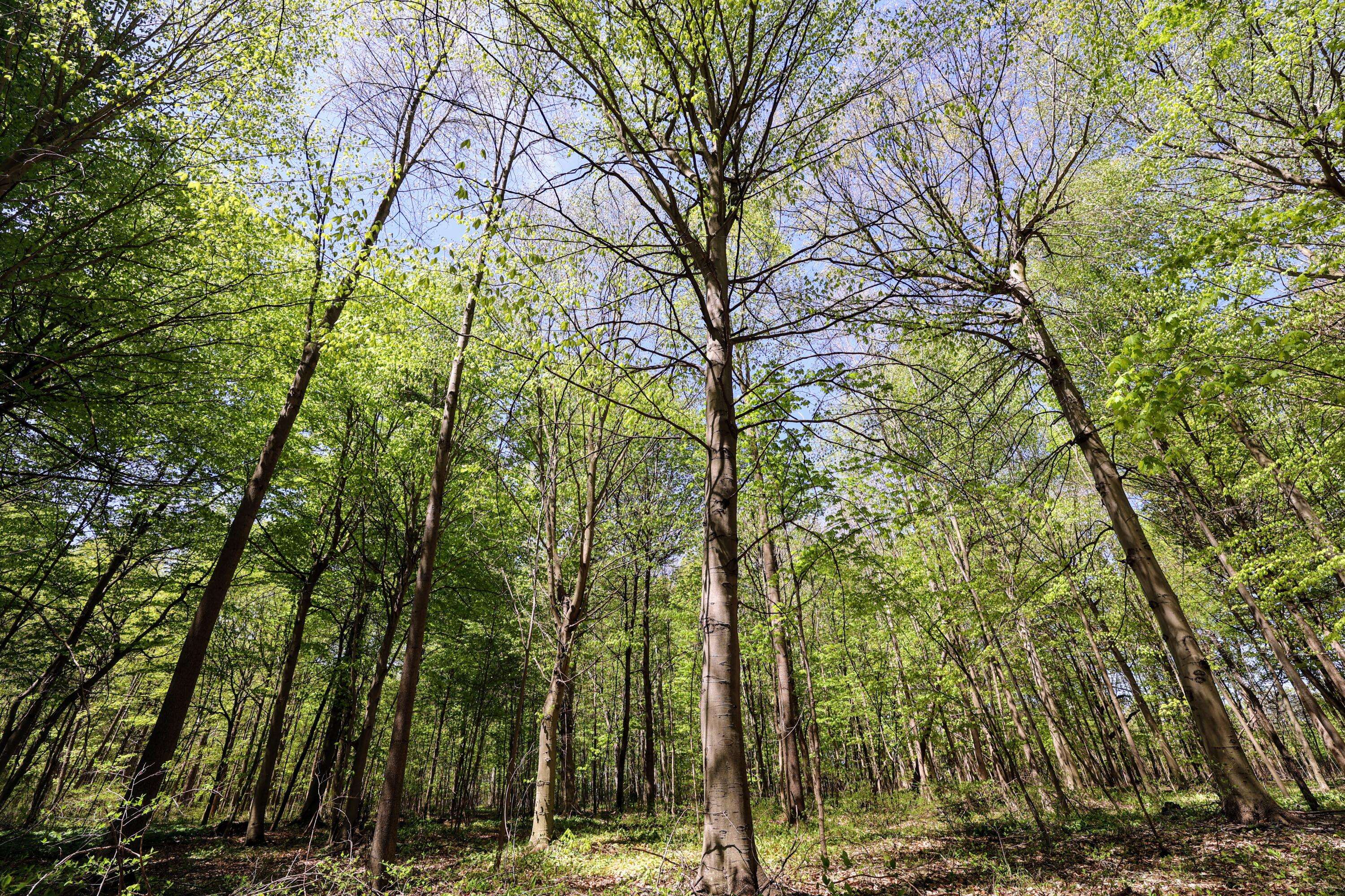 Grand Junction, MI 49056,VL Benny Ct (Private) #Parcel 2