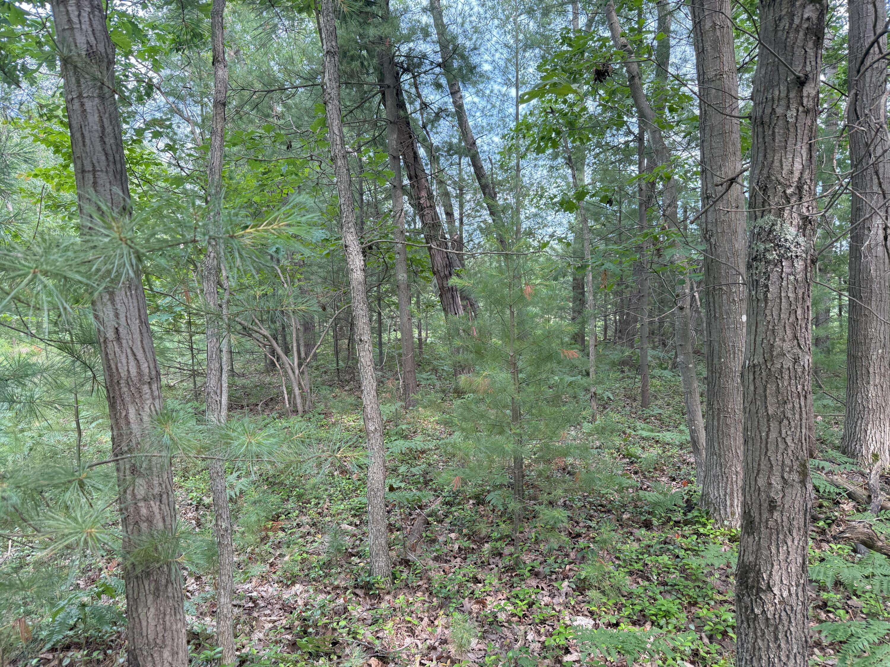 Manistee, MI 49660,Critter Trail #Parcel B
