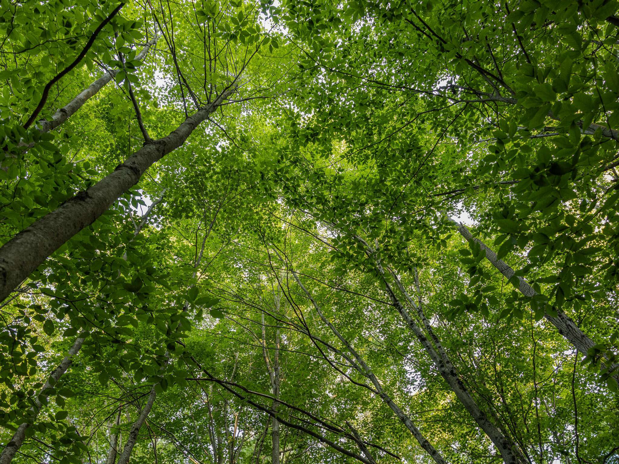 Rothbury, MI 49452,Parcel 1 E Arthur Road