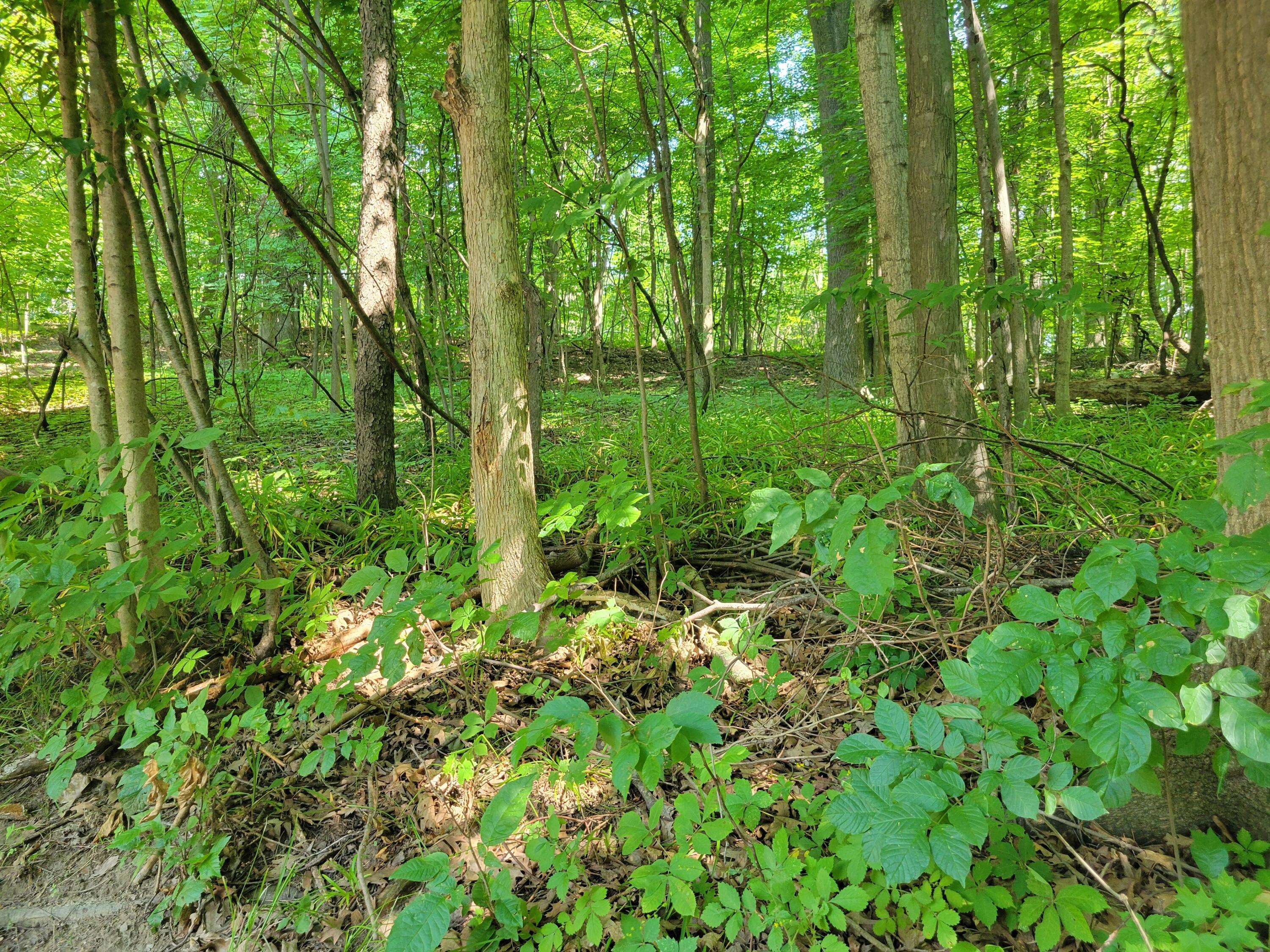 Gobles, MI 49055,V/L Peterson Drive