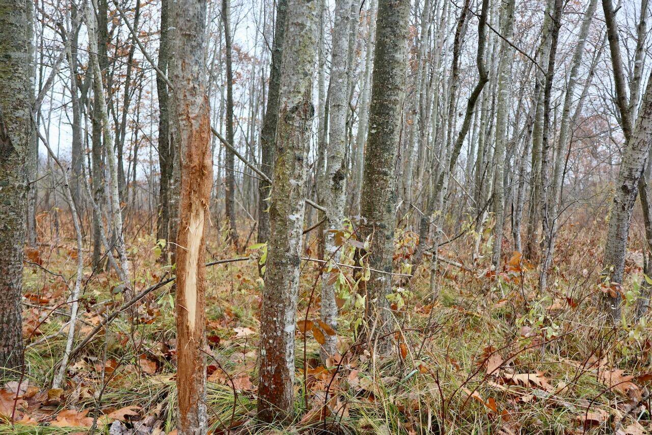 Farwell, MI 48622,Hatton Road