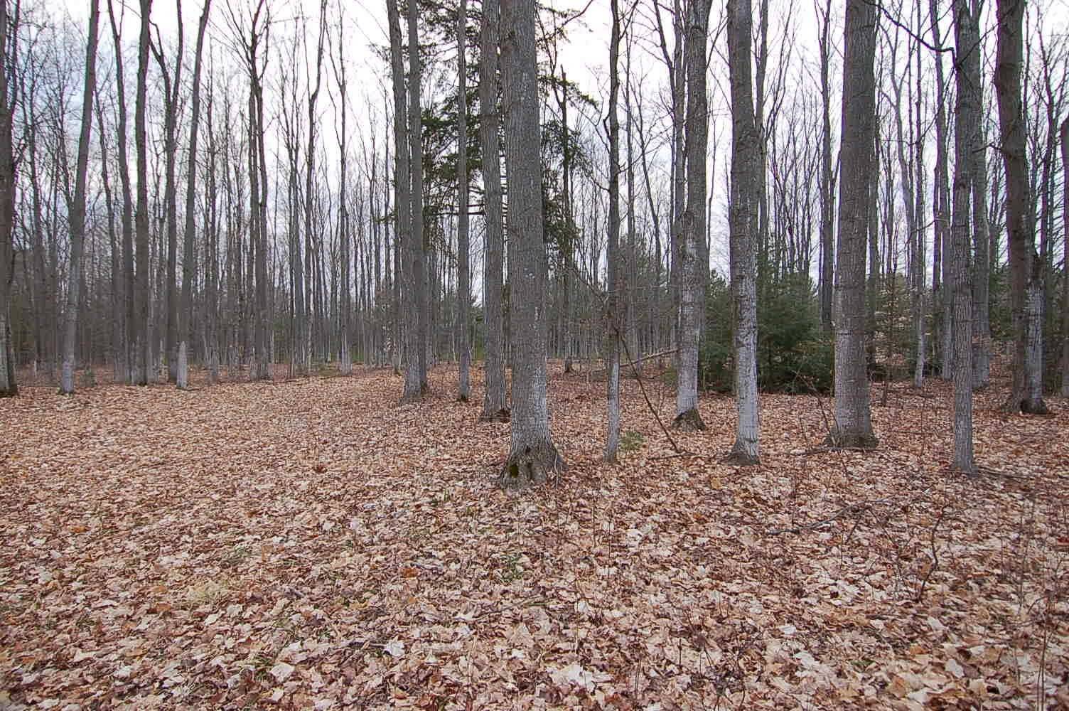 Buckley, MI 49620,130 Timber Lane
