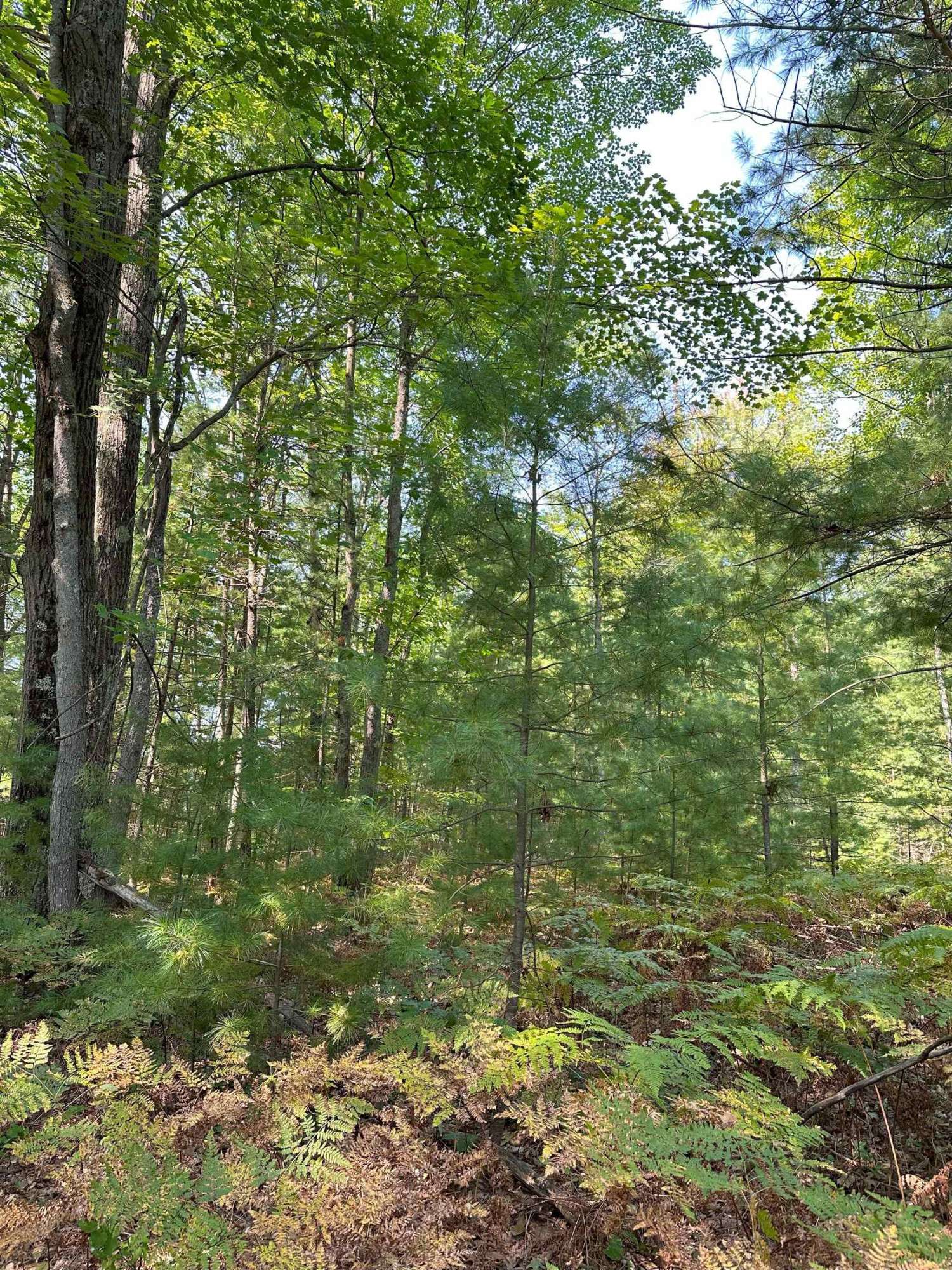 Kalkaska, MI 49646,592 SE Blue Heron Drive