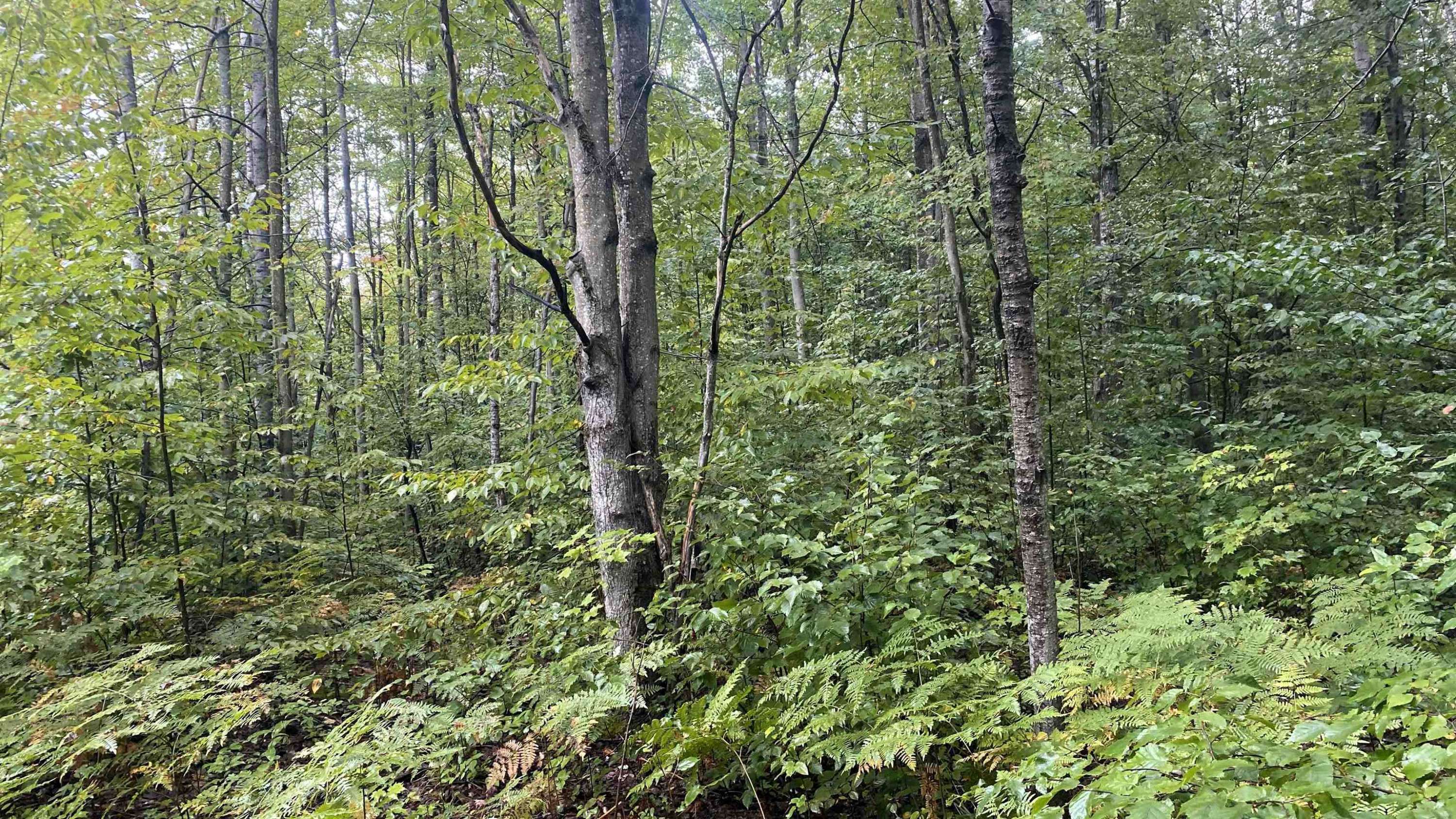 Mancelona, MI 49659,Lot 187 Wilderness Drive