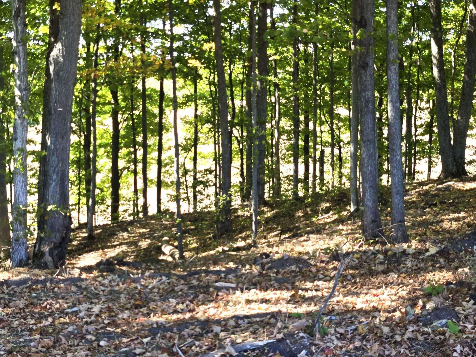 Beulah, MI 49617,008 Heather Ridge Trail