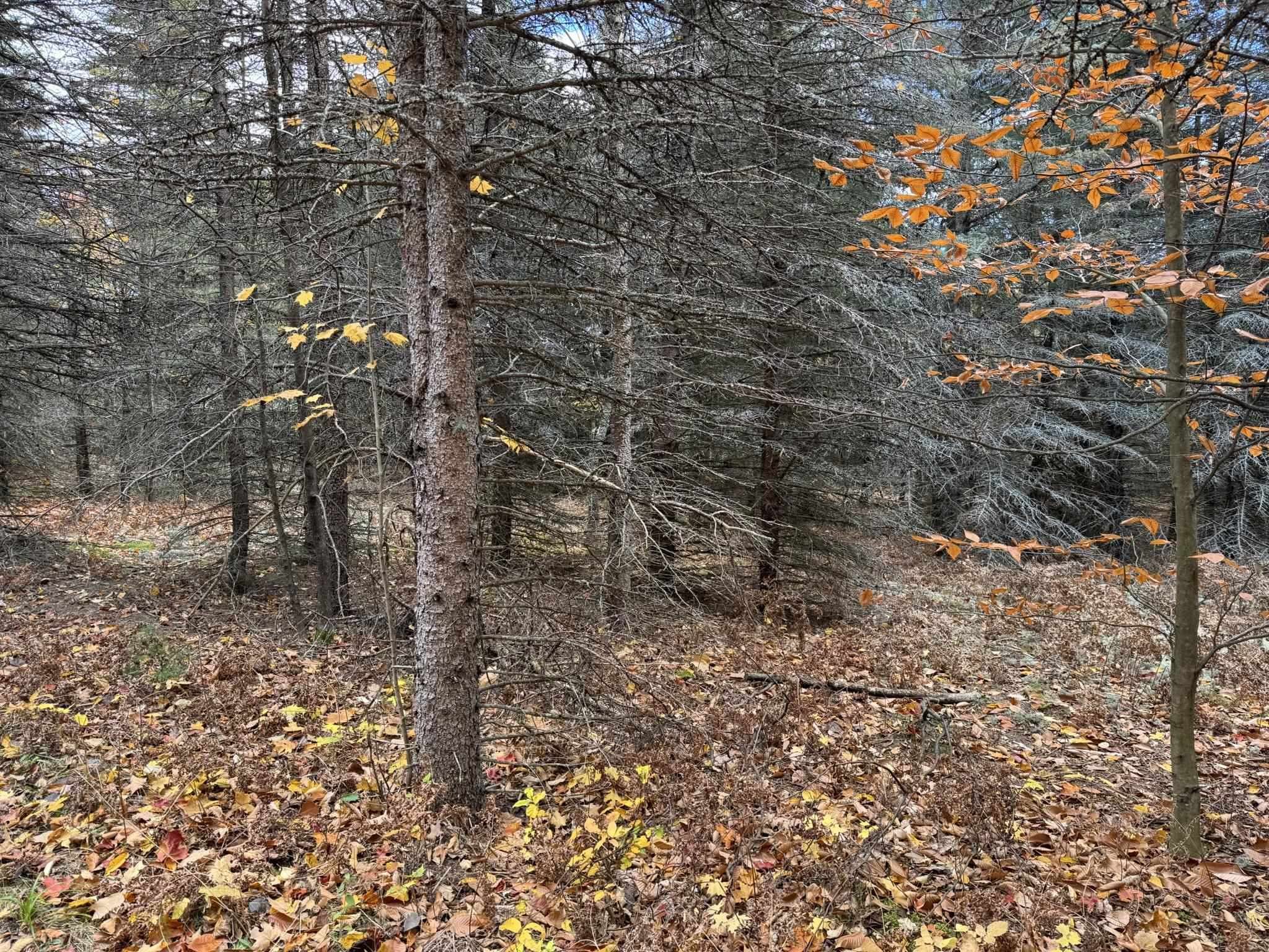 Manton, MI 49663,VL Arnold