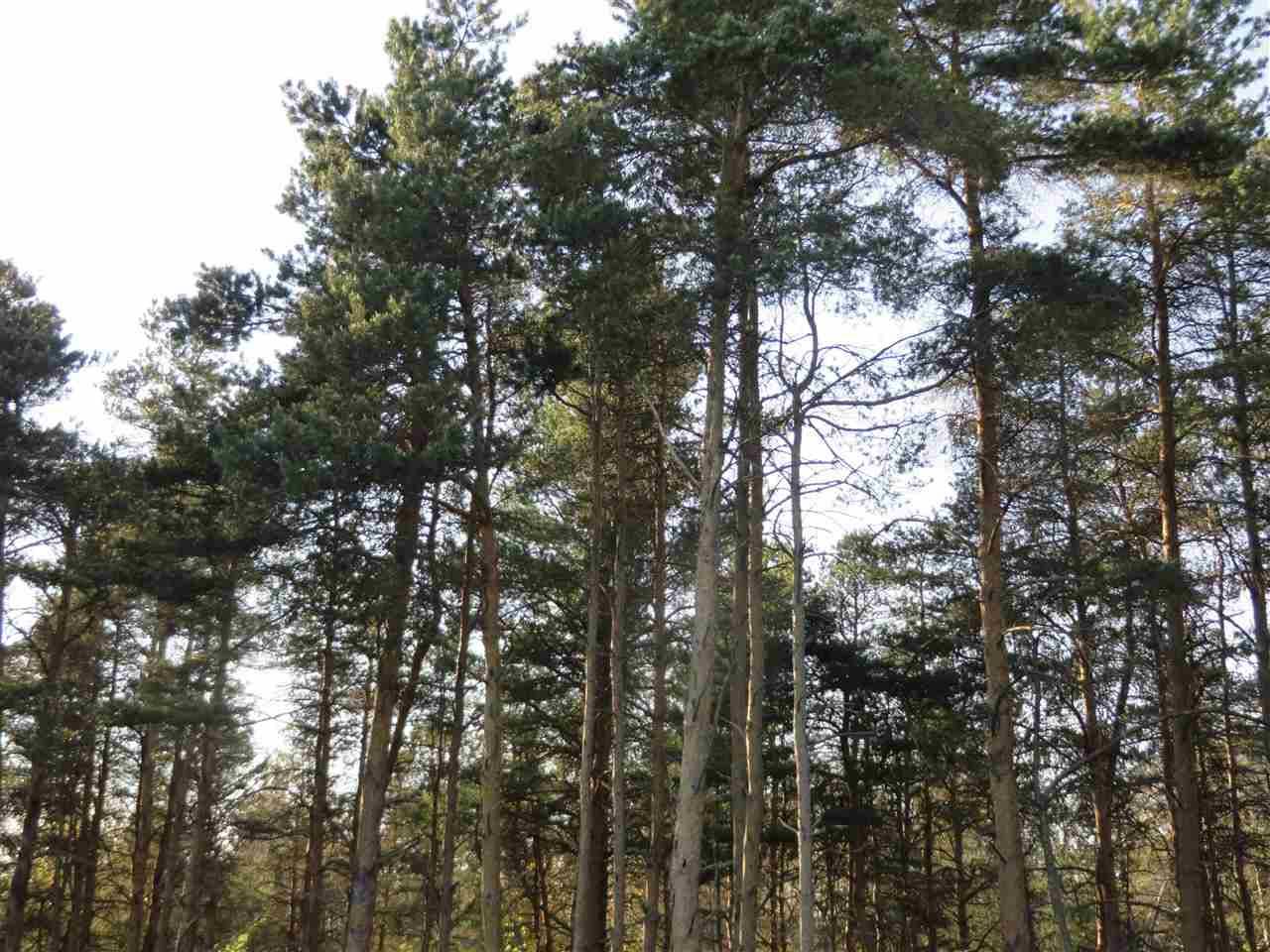 Fife Lake, MI 49633,A Spruce Hollow