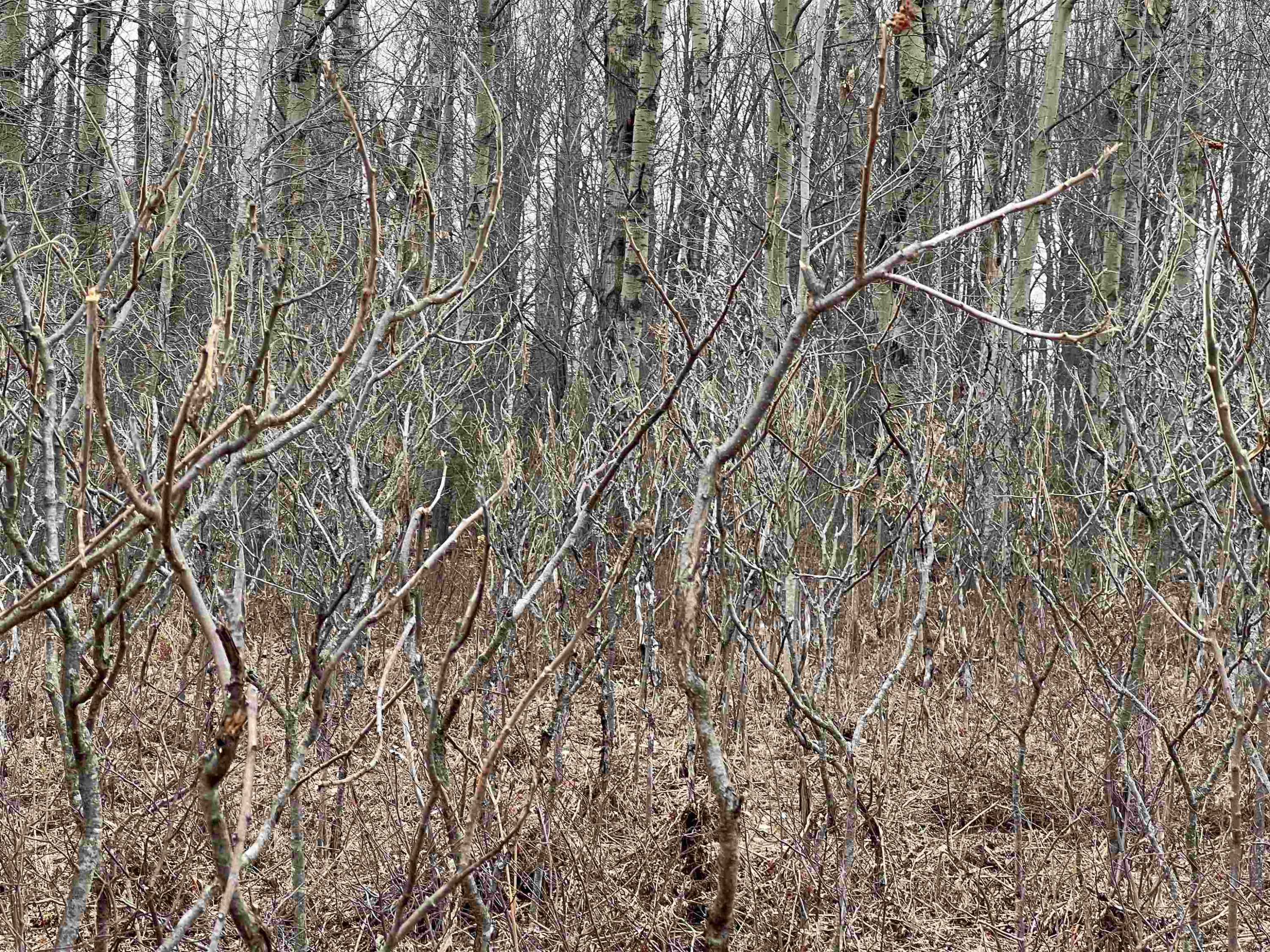 Cadillac, MI 49601,Lot 19 Crestview Drive