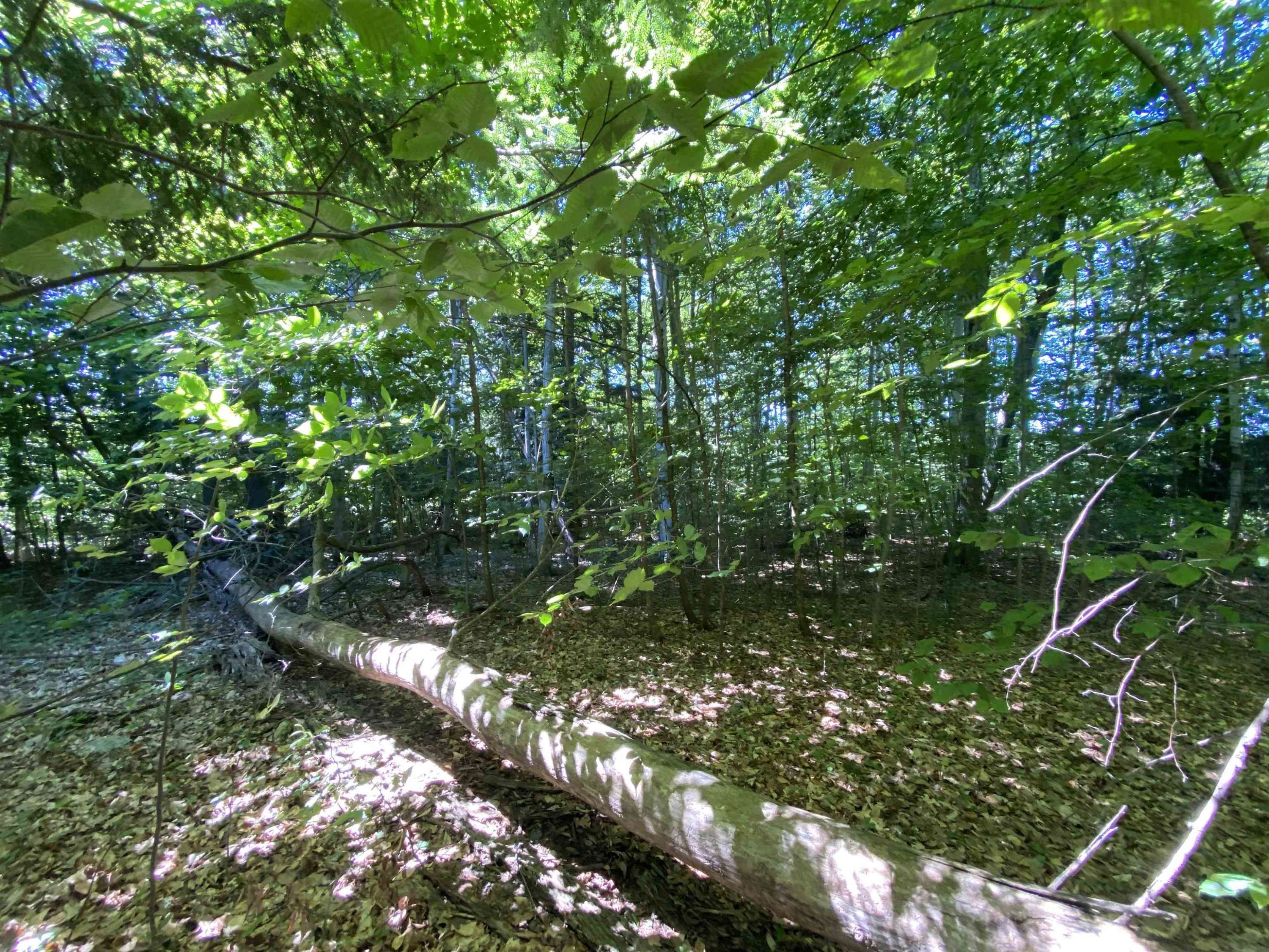 Cedar, MI 49621,Lot 9 S Club Drive