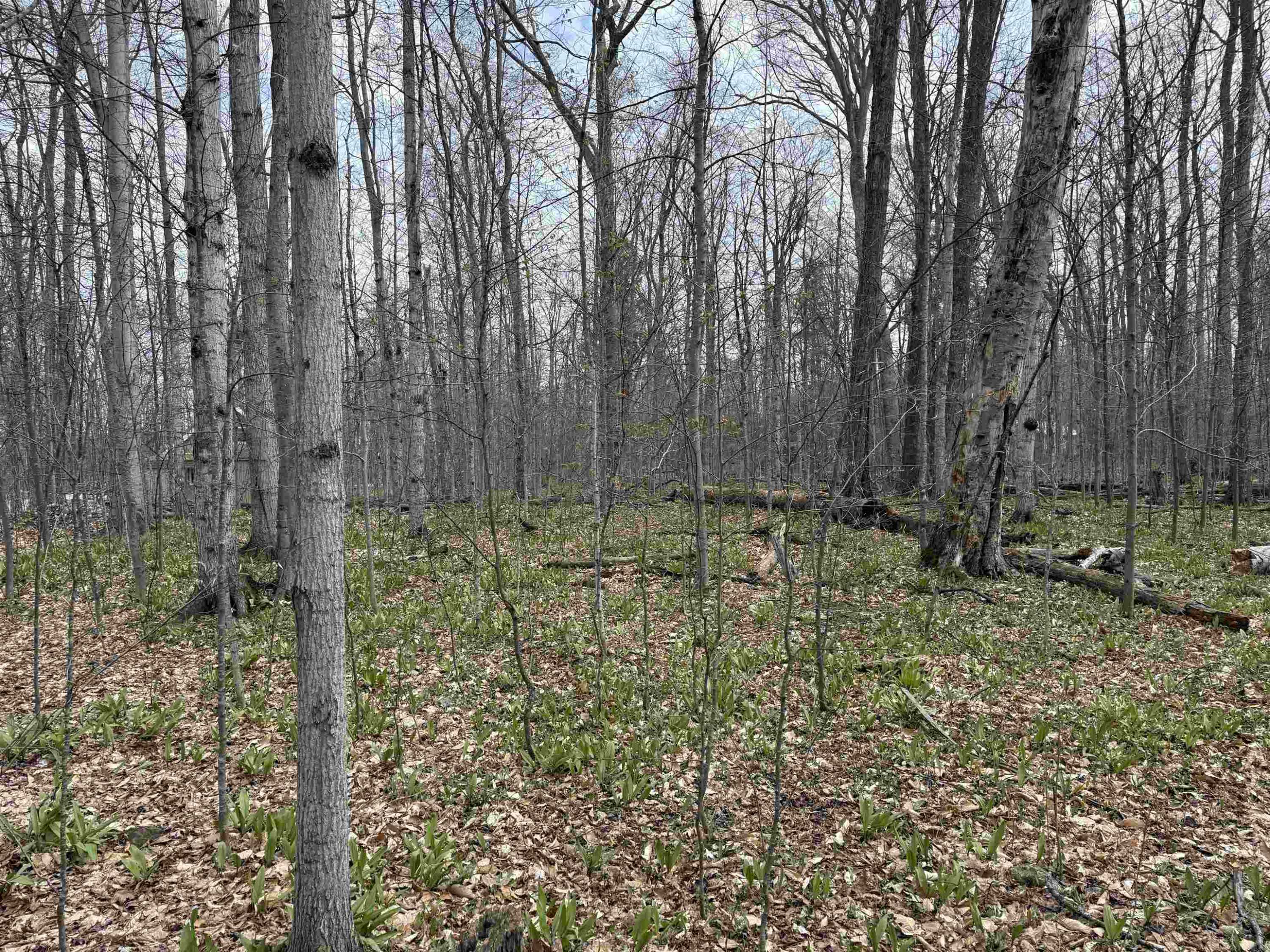 Cedar, MI 49621,0000 E Sugar Maple Drive