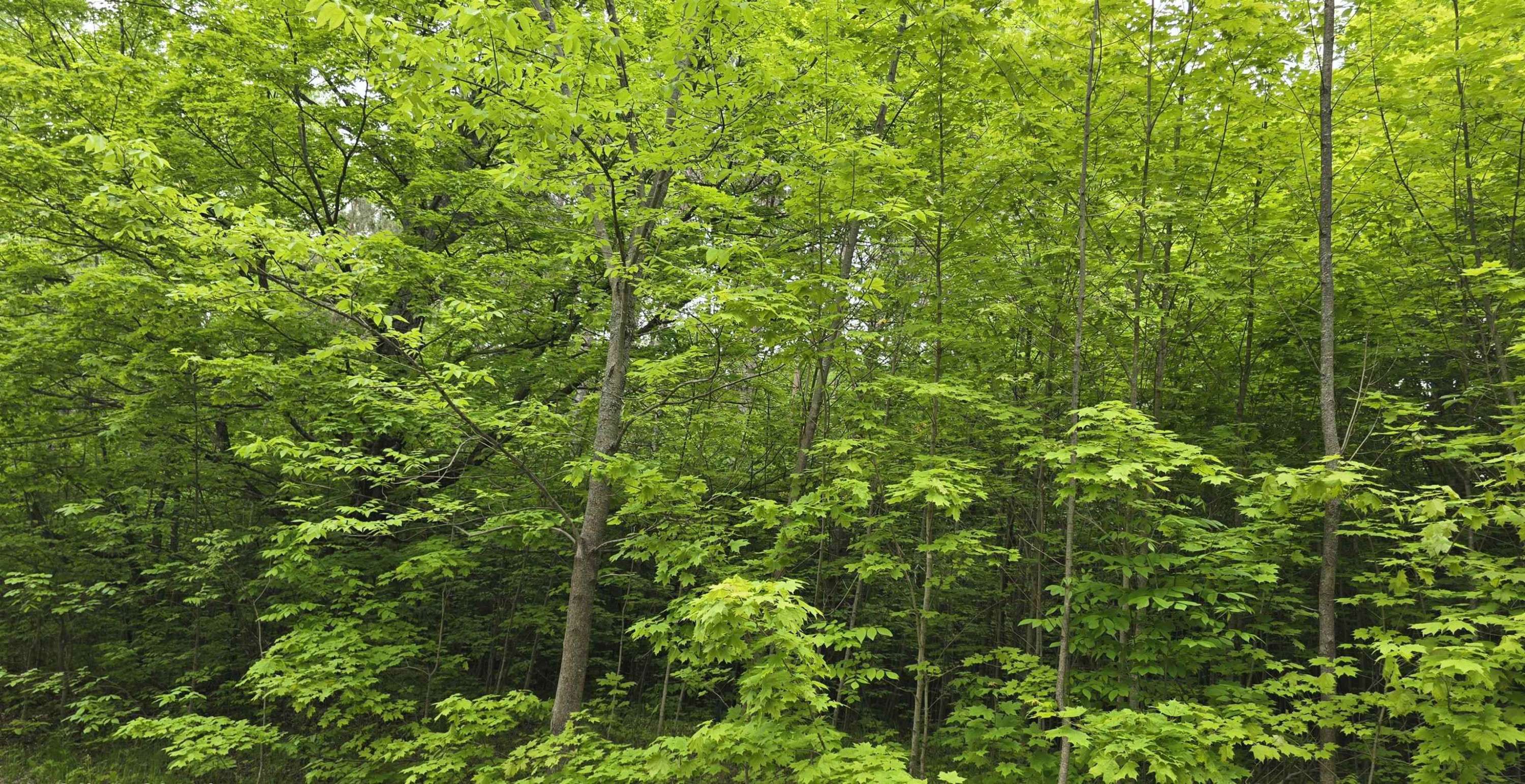 Kalkaska, MI 49646,Lot 25 Hagni Road