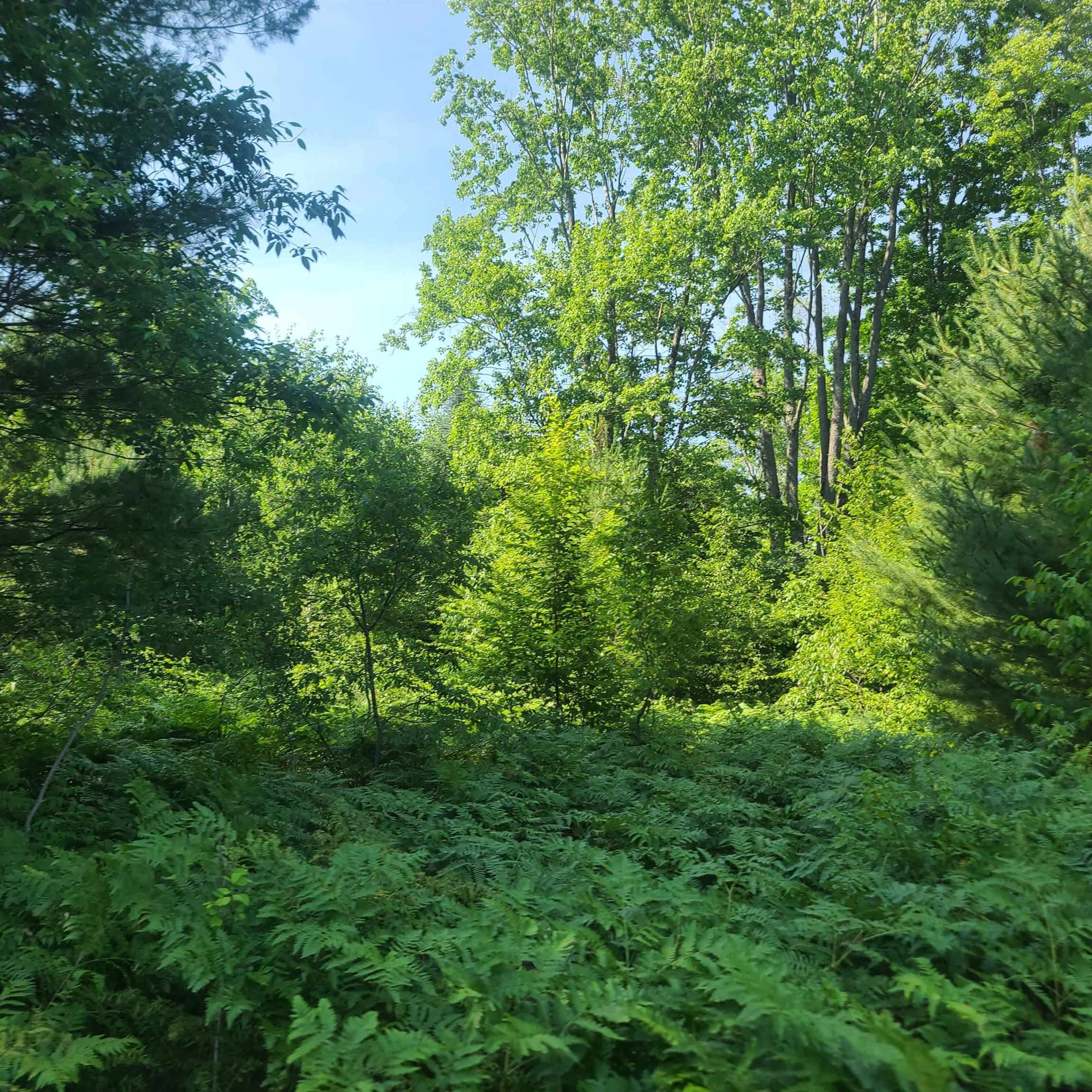 Fife Lake, MI 49633,0002 M-66 SE