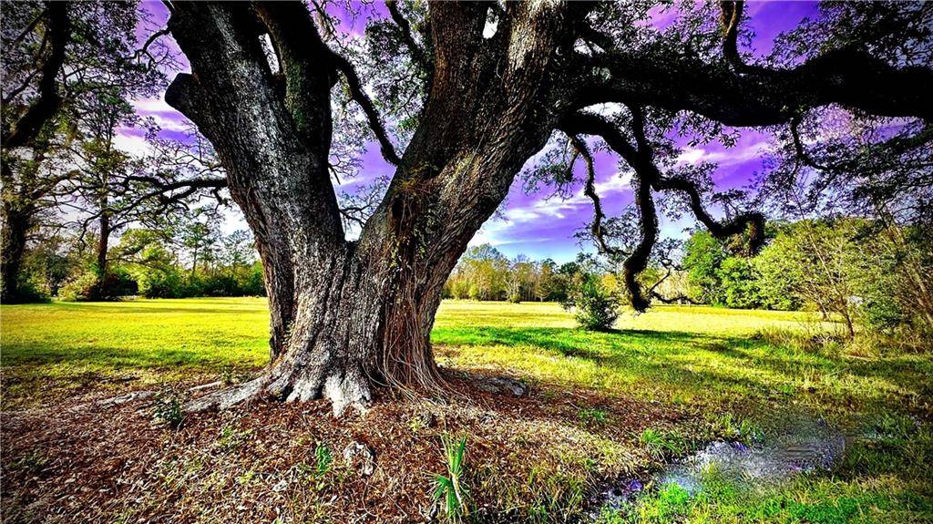 Mandeville, LA 70448,204 MAGNOLIA ST