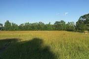 Prairieville, LA 70769,18158 LA 933 HWY