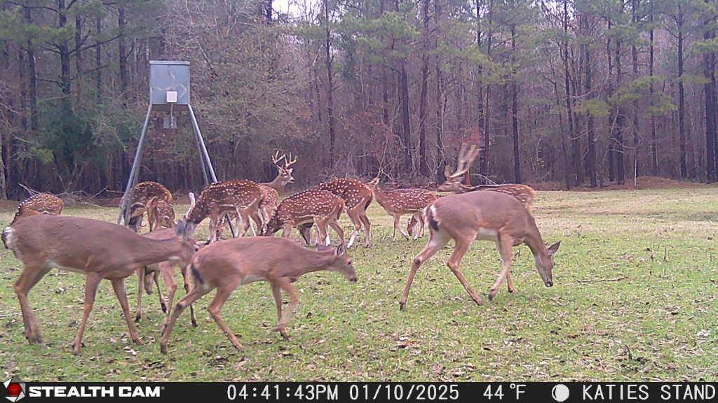 Pineville, LA 71360,53 MCGEE LN