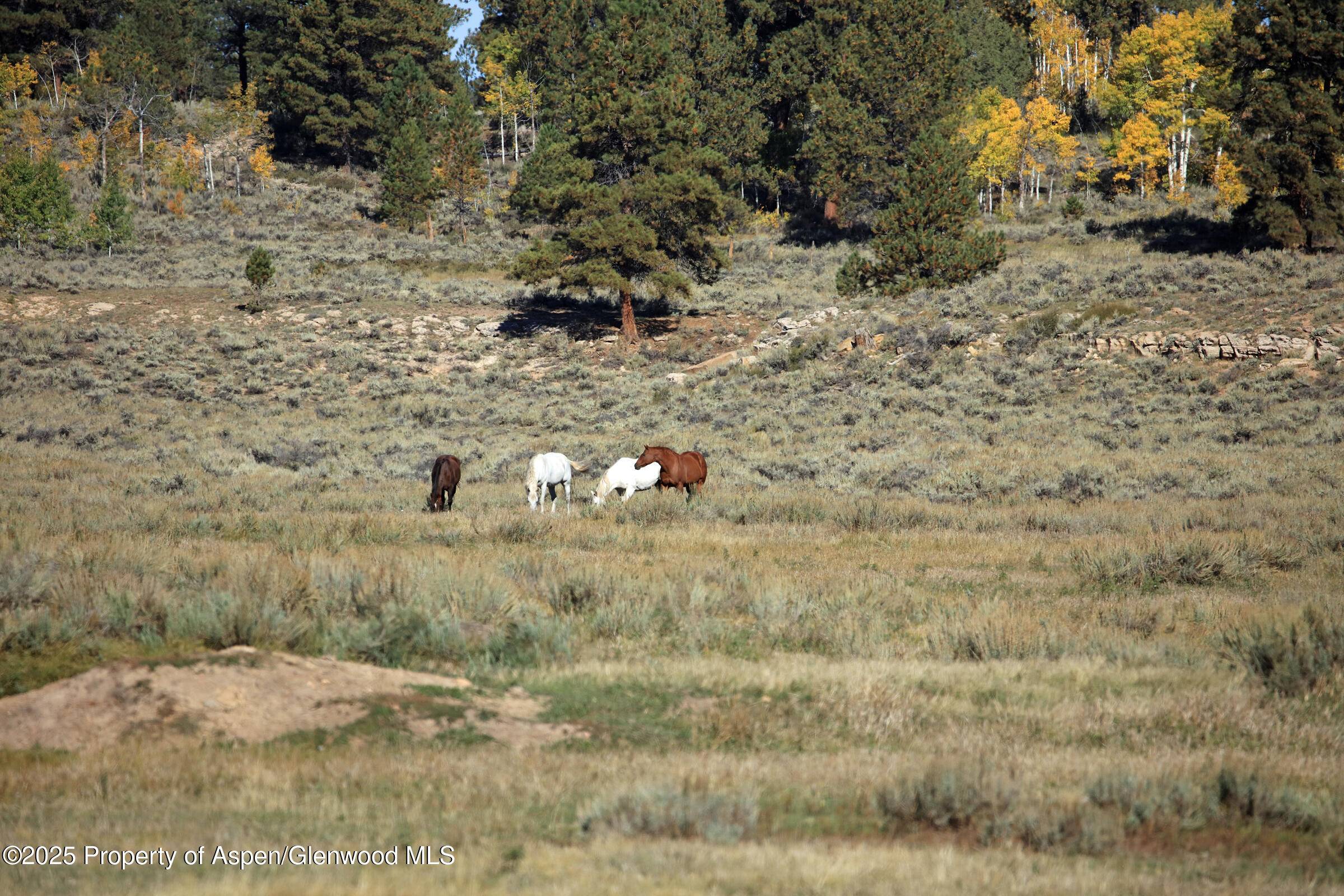 Whitewater, CO 81527,TBD Divide Road Louie Pasture