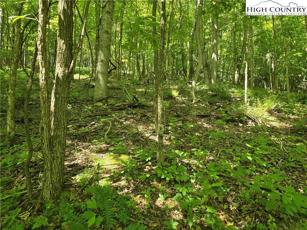 West Jefferson, NC 28694,Lot 66 White Tail TRL